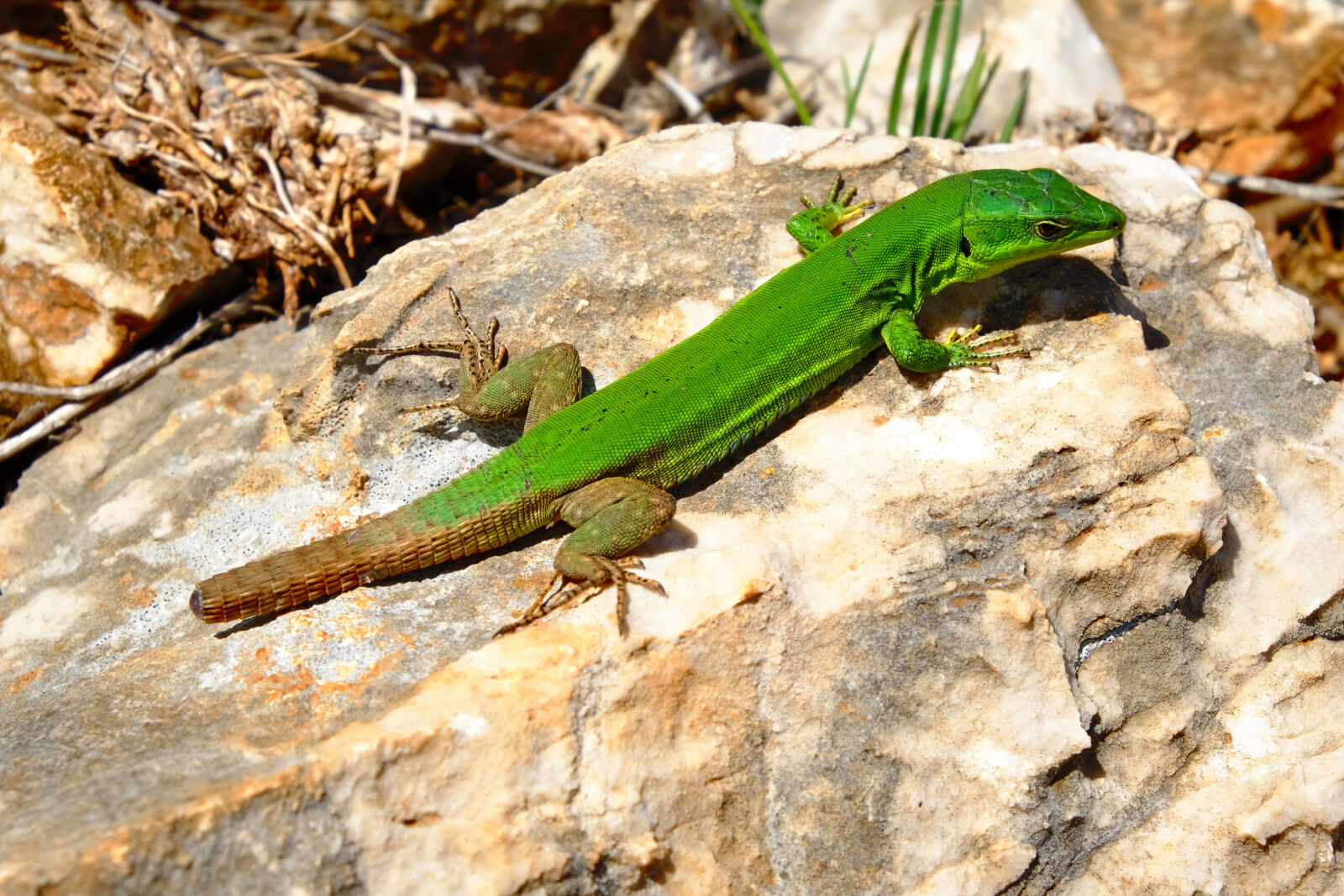 Fujifilm X-E2 sample photo. Animal, close, up, desert photography