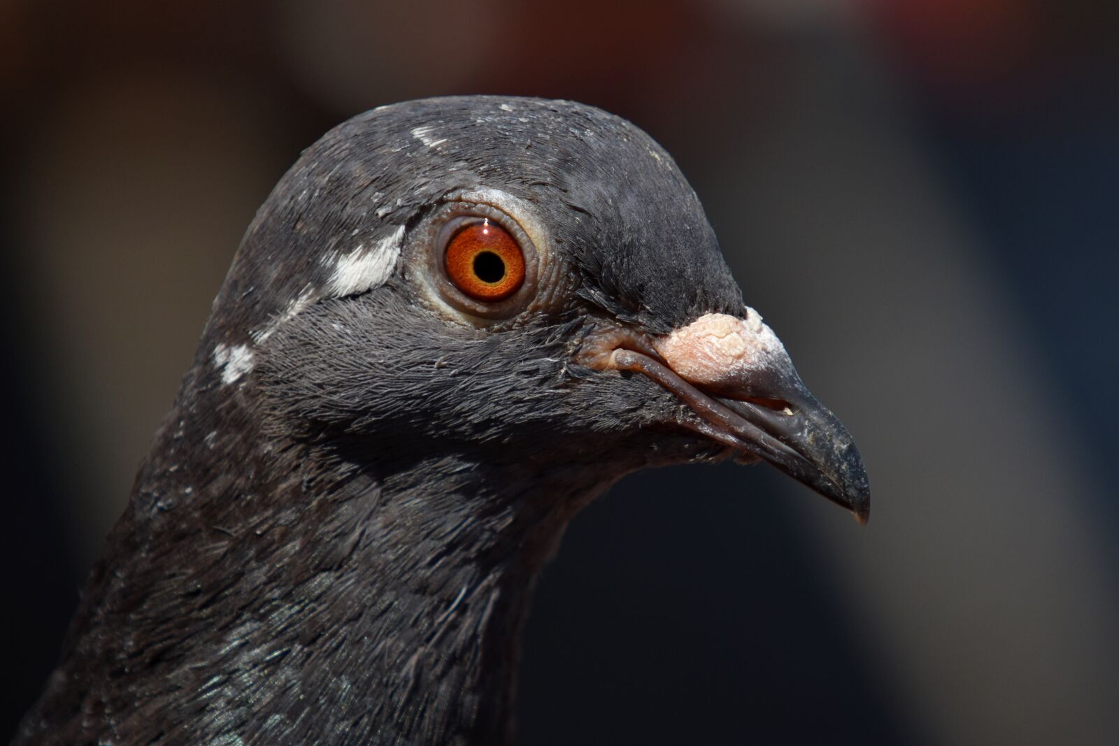 Nikon D3500 sample photo. Pigeon, portrait, bird photography