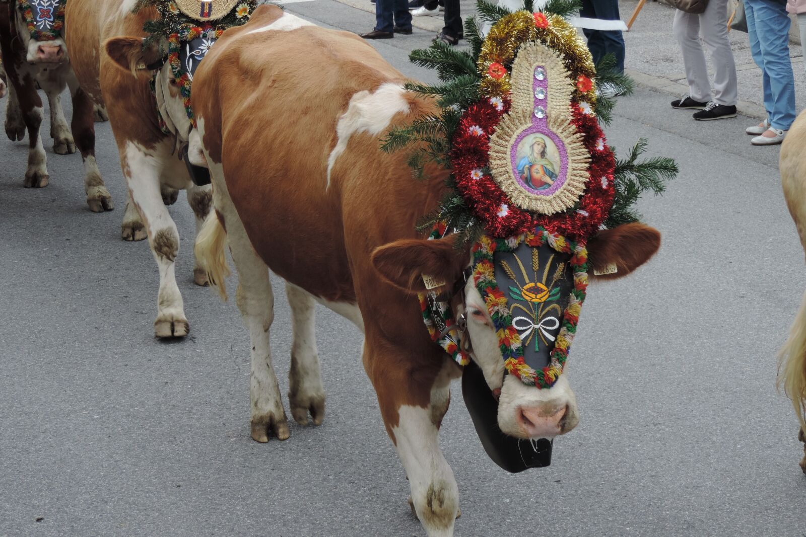 Nikon Coolpix P520 sample photo. Almabtrieb, zillertal, cow photography
