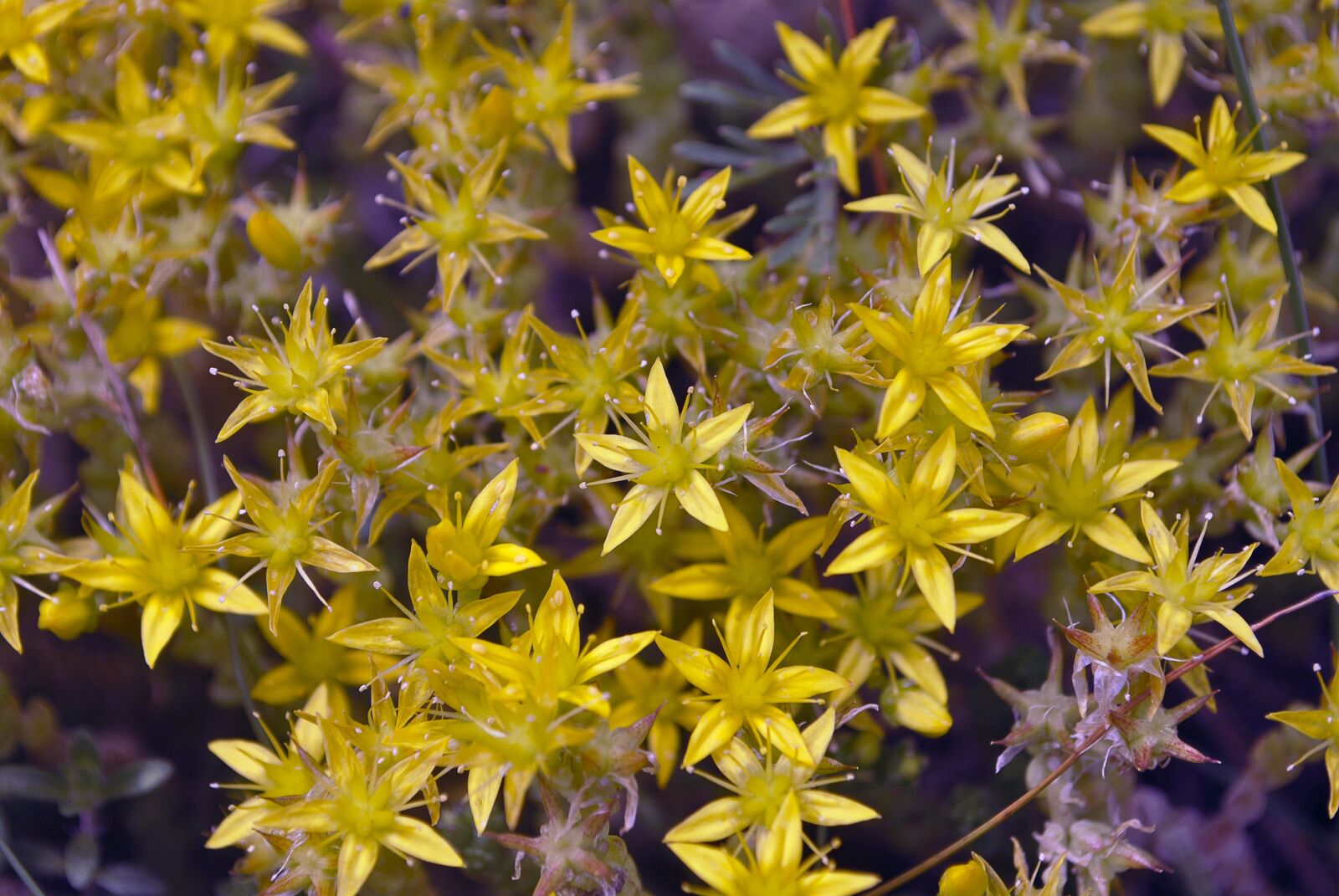 Nikon D3000 sample photo. Nature, flowers, summer flowers photography