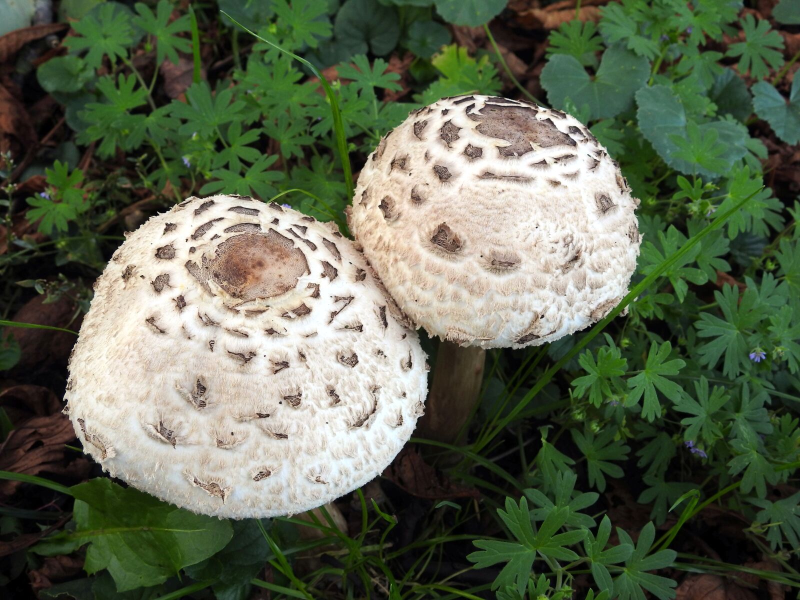 Nikon Coolpix P900 sample photo. Mushrooms, mushroom, mushroom picking photography
