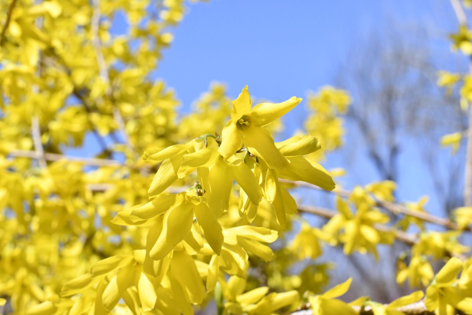 Nikon D7500 sample photo. Spring, blue sky, flowers photography