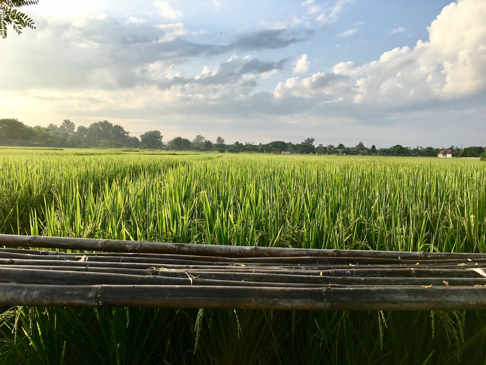 Apple iPhone 6s sample photo. Cornfield, rice fields, field photography