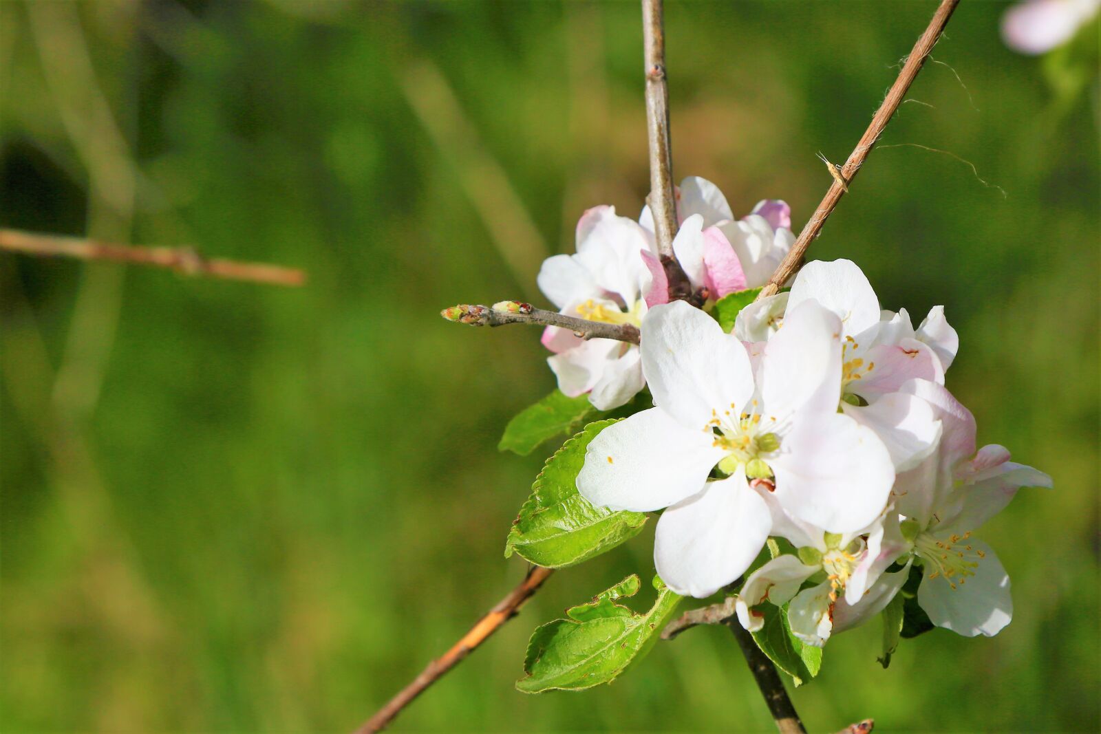 Canon EF 24-105mm F4L IS USM sample photo. Flower, nature, spring photography