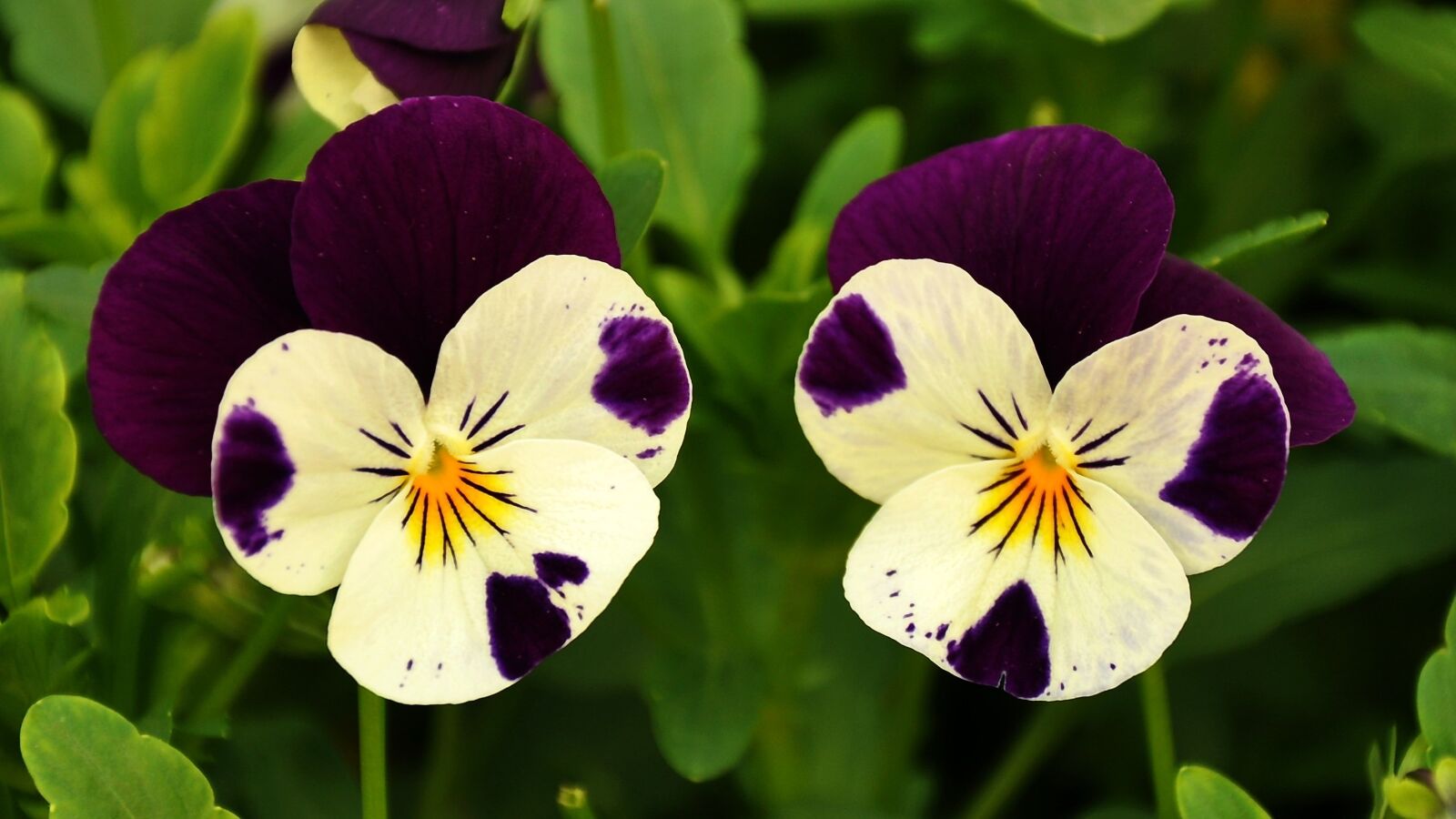 Nikon D90 sample photo. Pansy, flower, flower garden photography