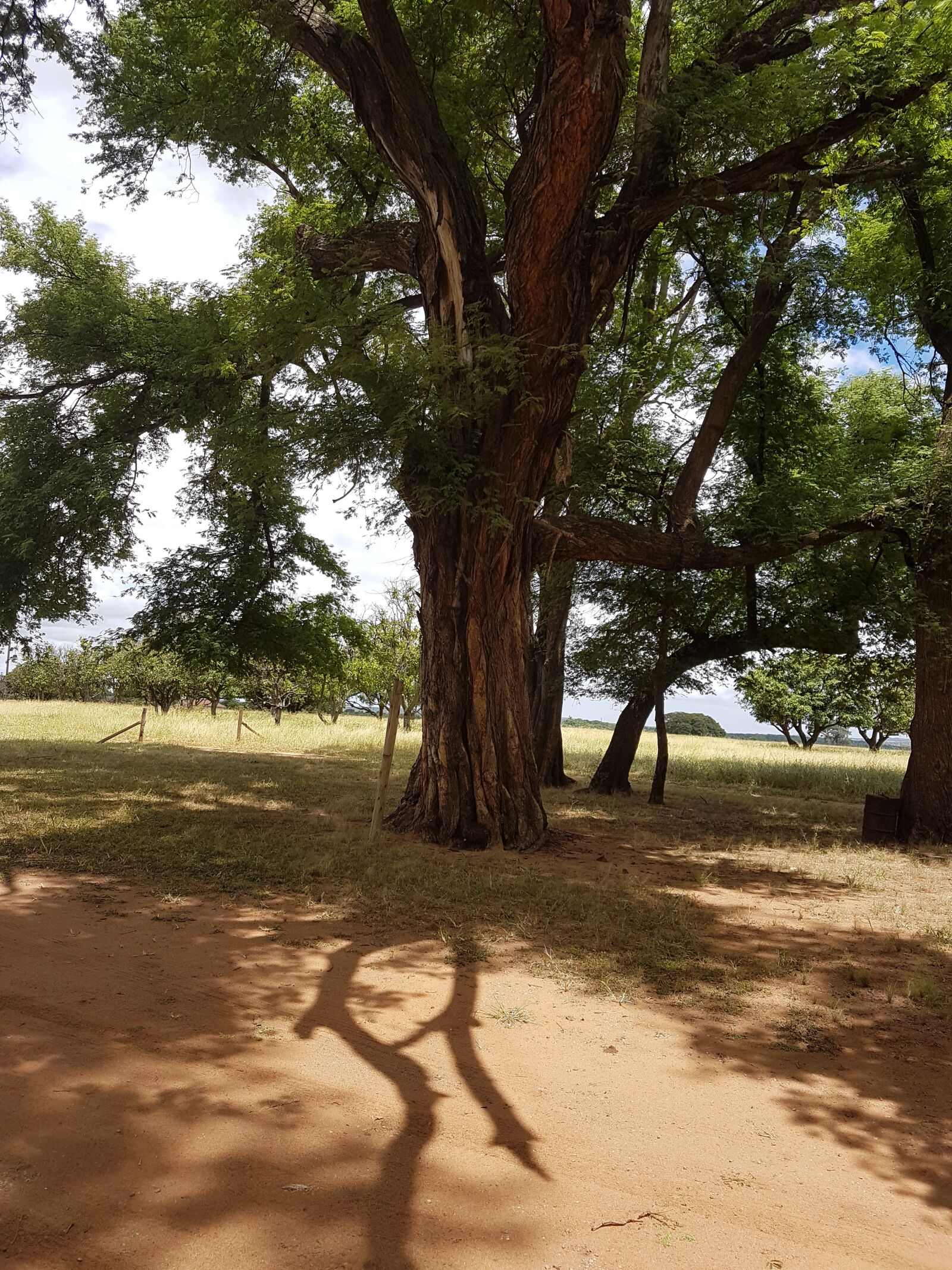 Samsung Galaxy S7 sample photo. Tree, nature, earth photography