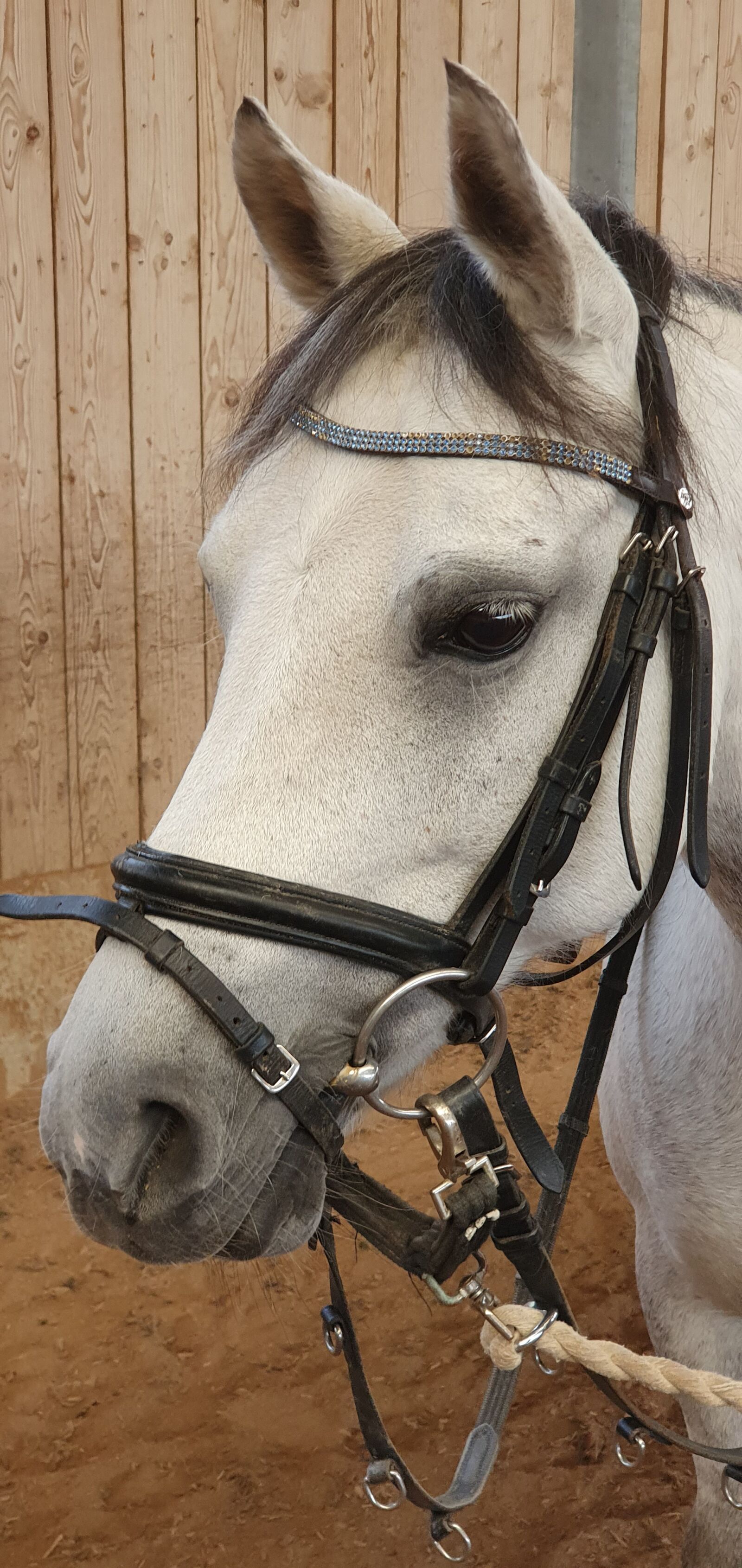 Samsung Galaxy S10+ sample photo. Horse, pony, close up photography