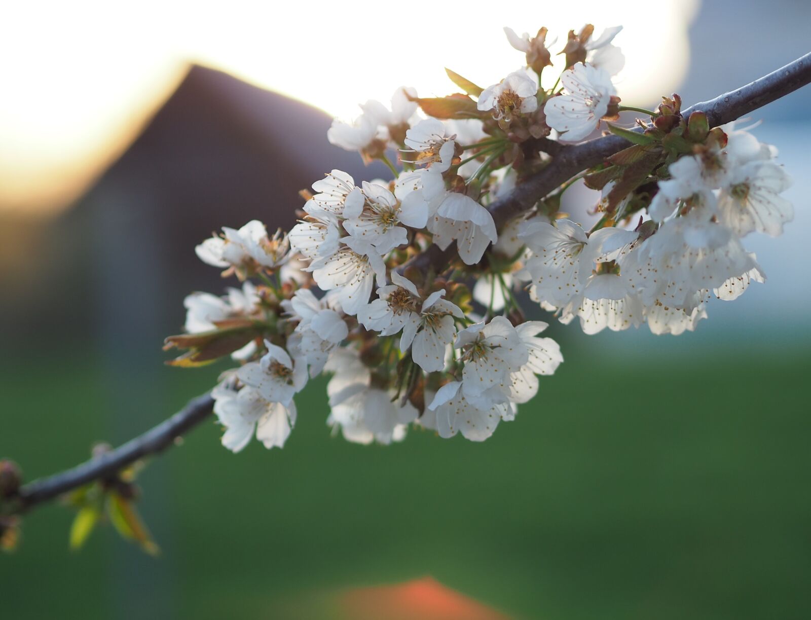 Olympus OM-D E-M10 III sample photo. Spring, rays of the photography