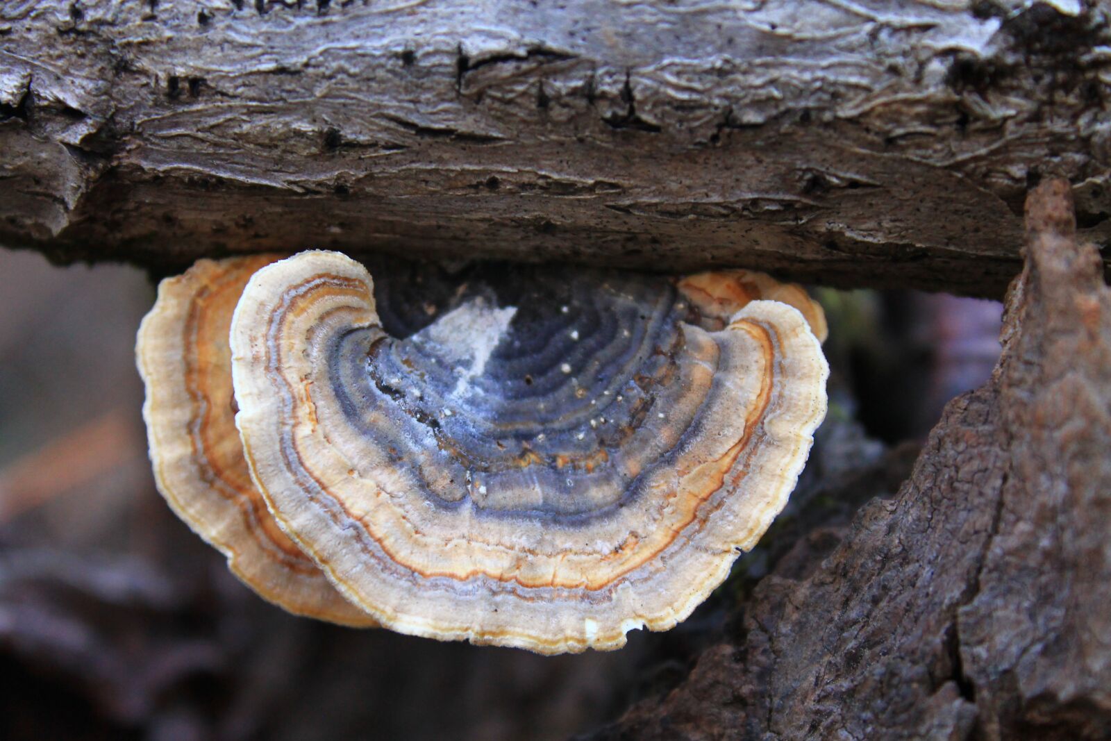 Canon EOS 1100D (EOS Rebel T3 / EOS Kiss X50) sample photo. Fungus, nature, mushrooms photography