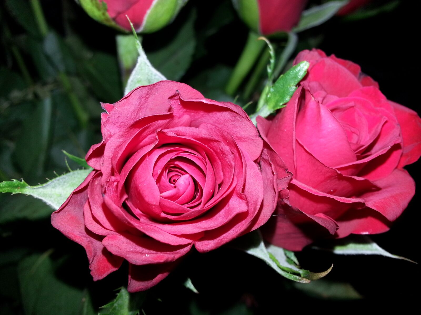 Samsung Galaxy S3 sample photo. Rose, flower, petal photography