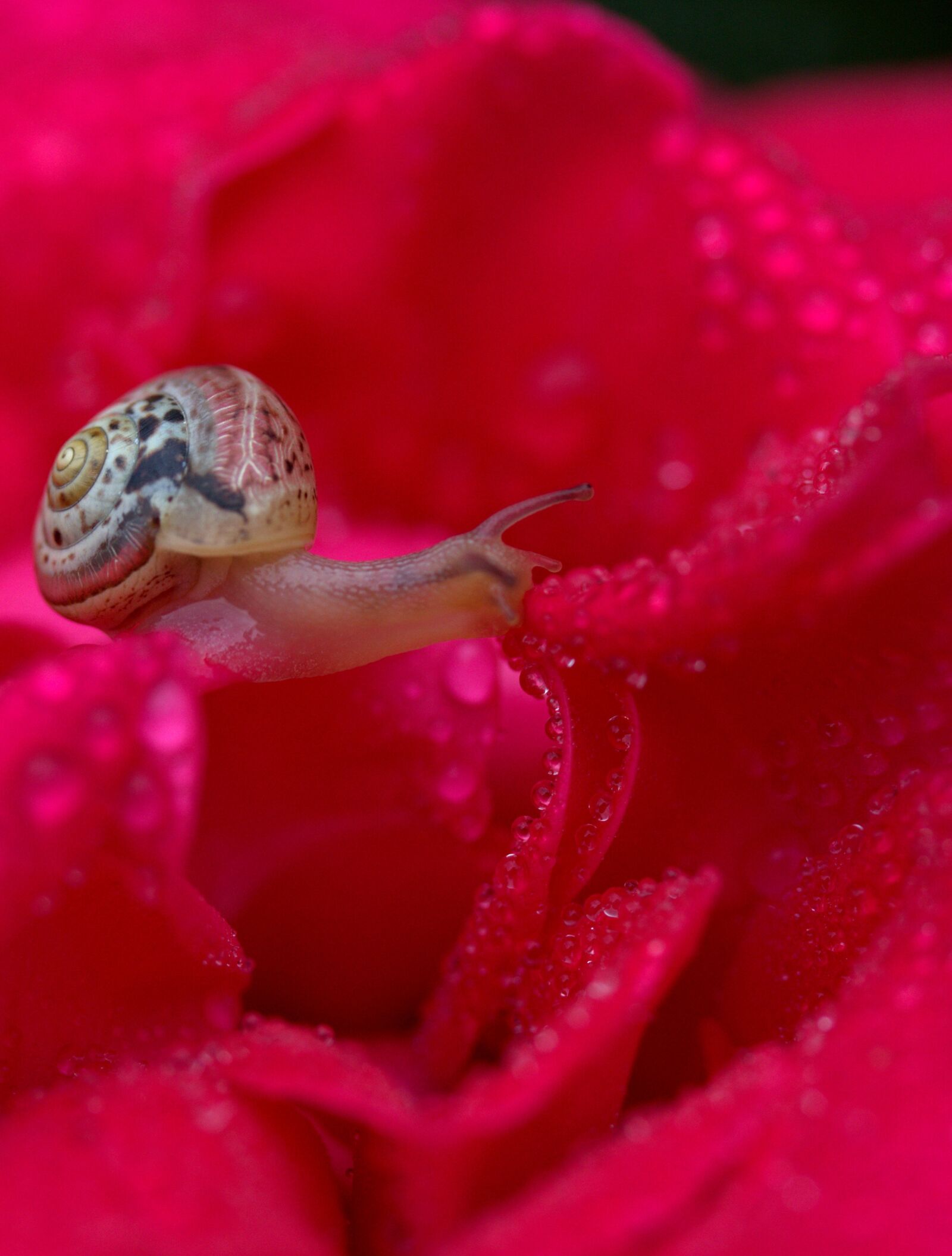 Canon EF-S 60mm F2.8 Macro USM sample photo. Snail, rose, red photography