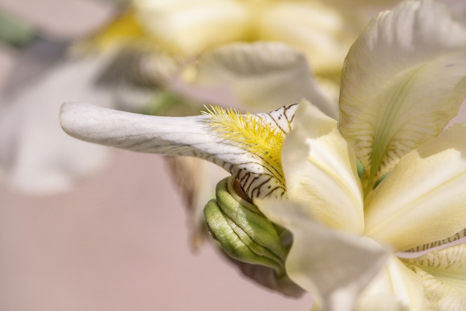 Canon EOS 700D (EOS Rebel T5i / EOS Kiss X7i) sample photo. Lily, yellow, blossom photography