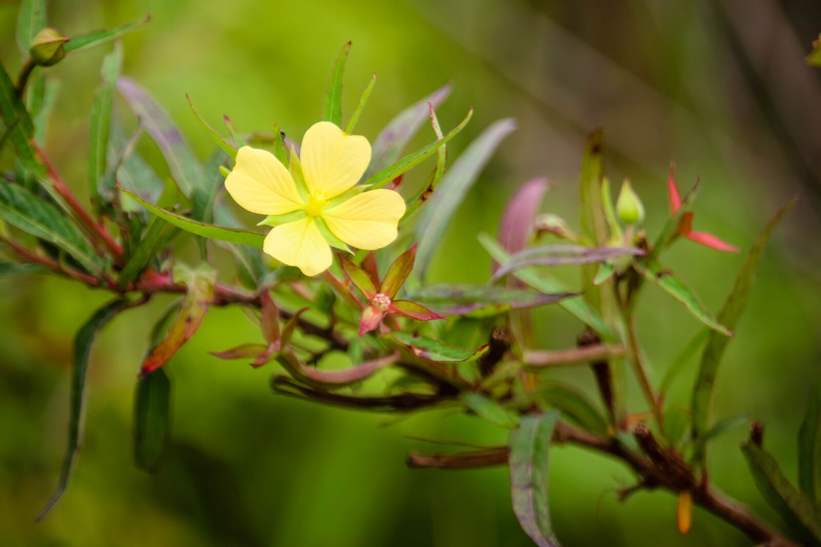 Canon EOS 700D (EOS Rebel T5i / EOS Kiss X7i) sample photo. Nature, australia, flower photography