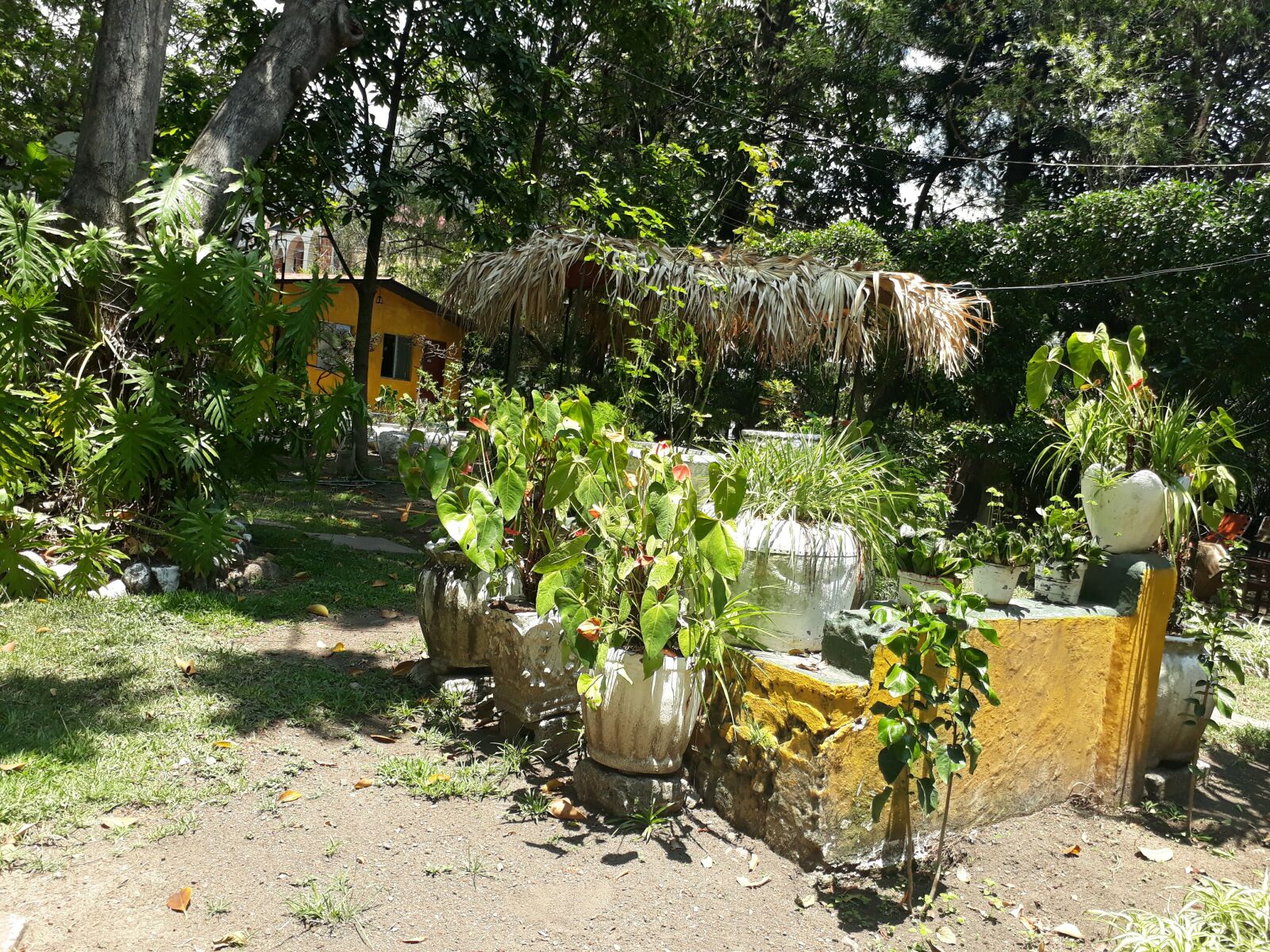 Samsung Galaxy J5 Prime sample photo. Plantas, green, naturaleza photography