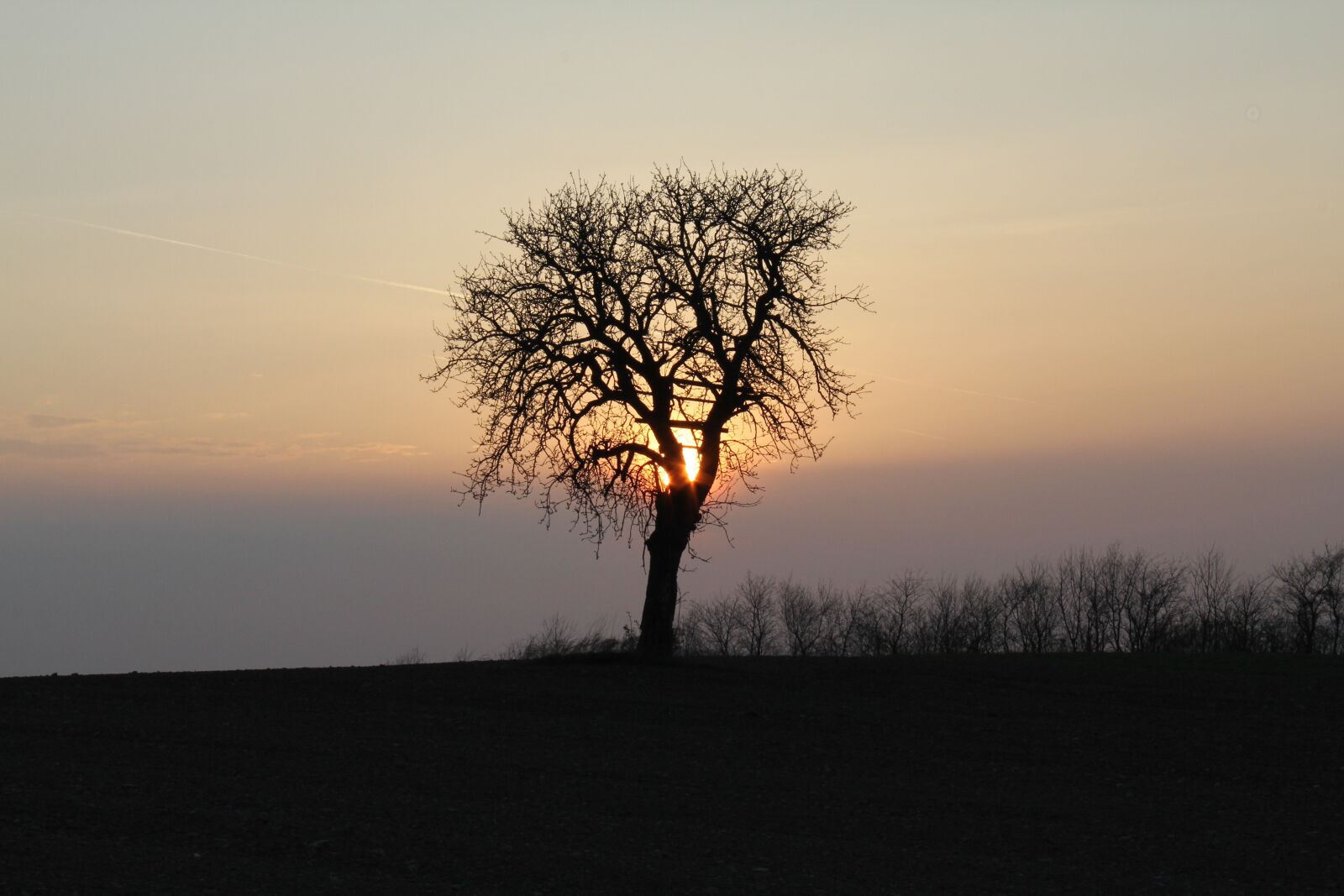 Canon EOS 60D + Canon EF-S 18-55mm F3.5-5.6 IS sample photo. Dawn, tree, nature photography