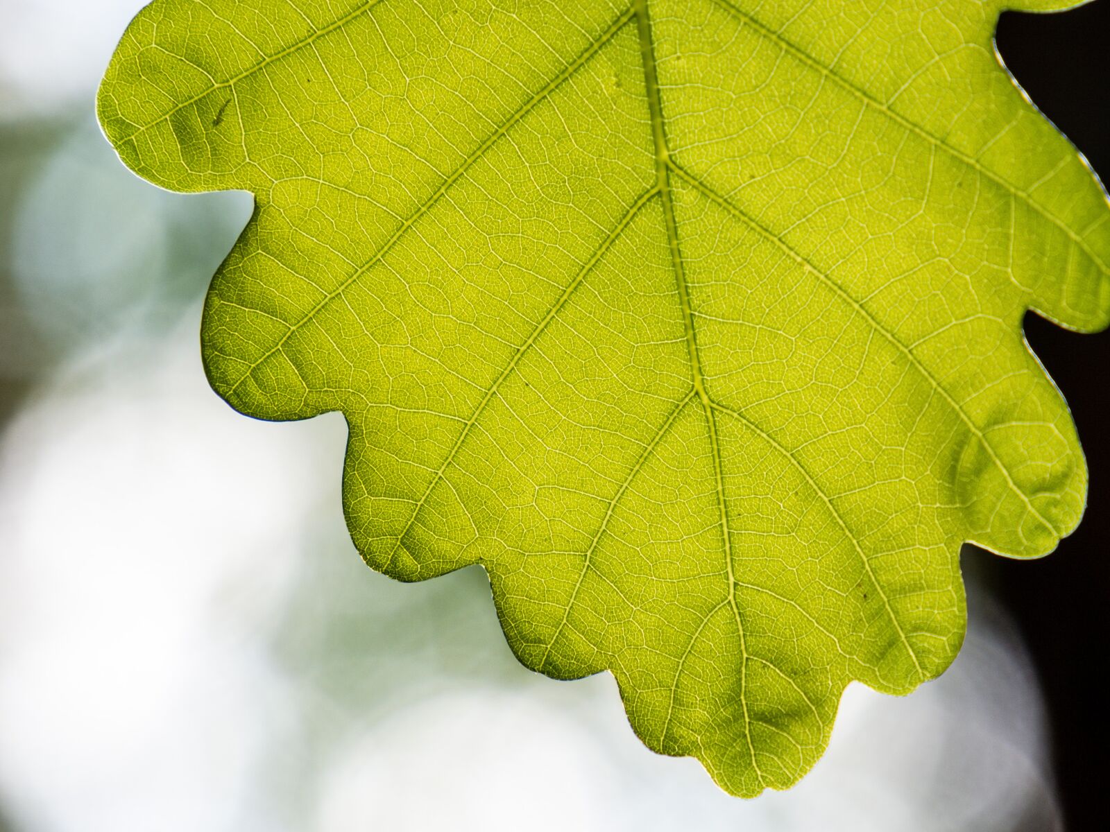 Olympus OM-D E-M10 III sample photo. Oak, sheet, tree photography