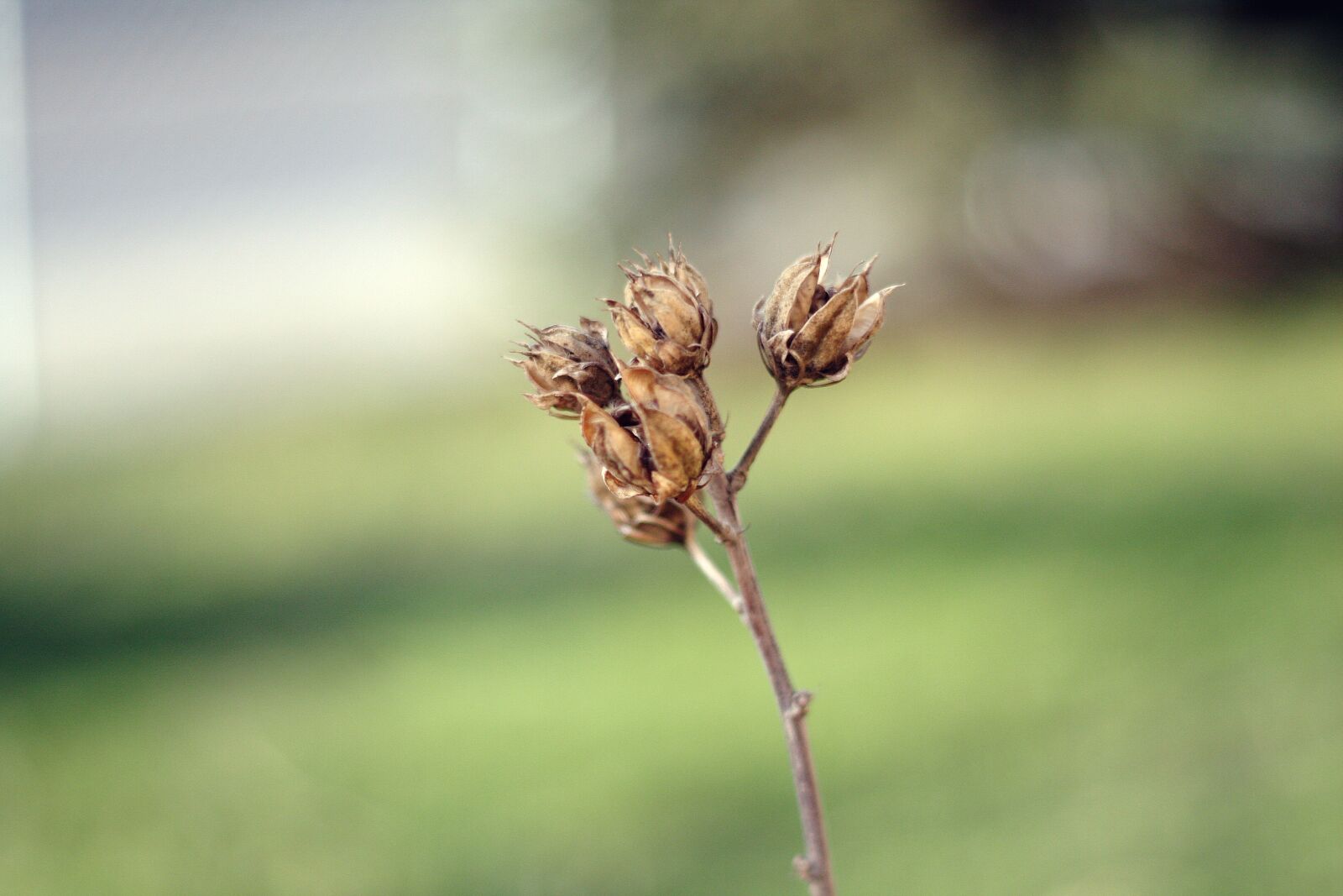 Canon EOS 40D sample photo. Nature, at the court photography