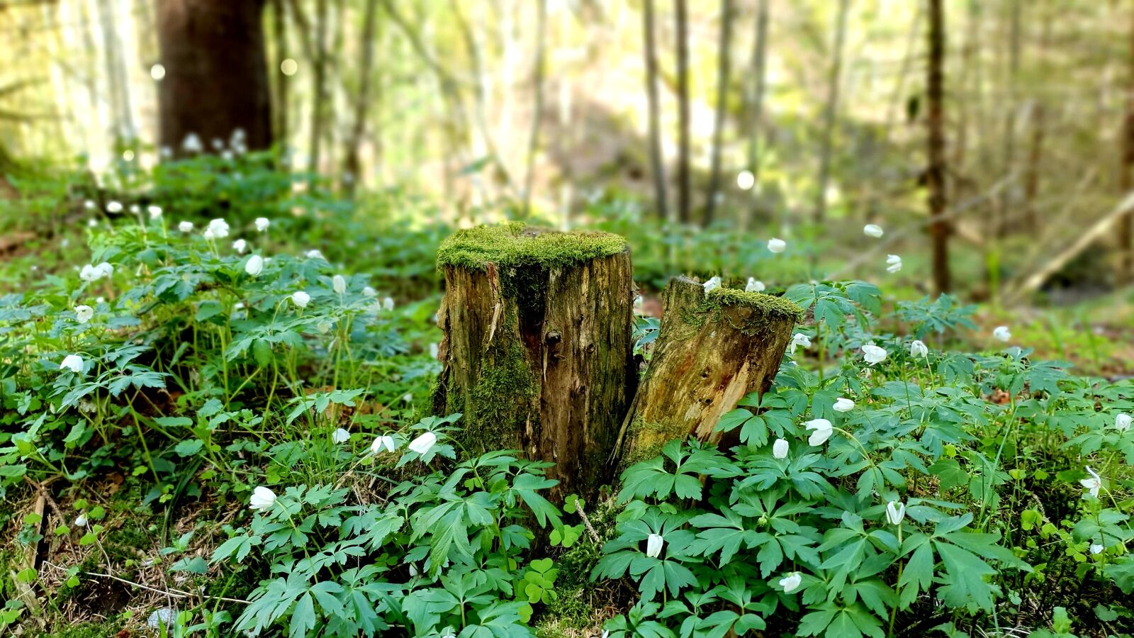 Samsung Galaxy S10+ sample photo. Forest, flowers, spring photography