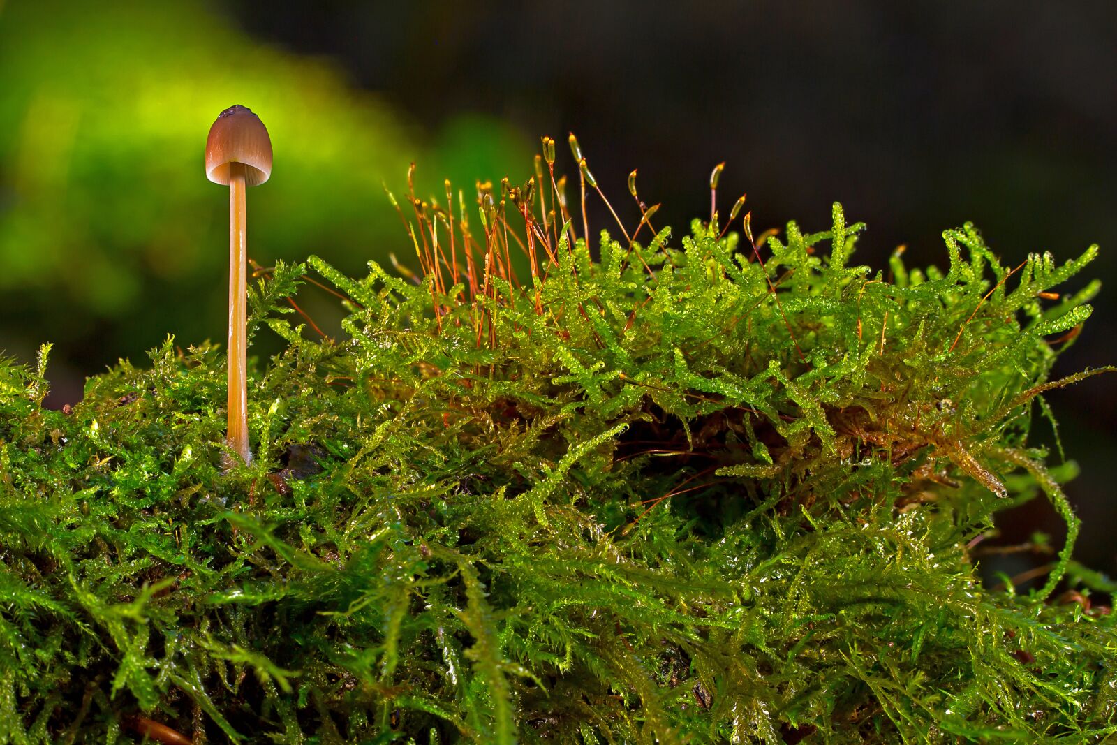 Tamron SP AF 60mm F2 Di II LD IF Macro sample photo. Mushroom, moss, small mushroom photography