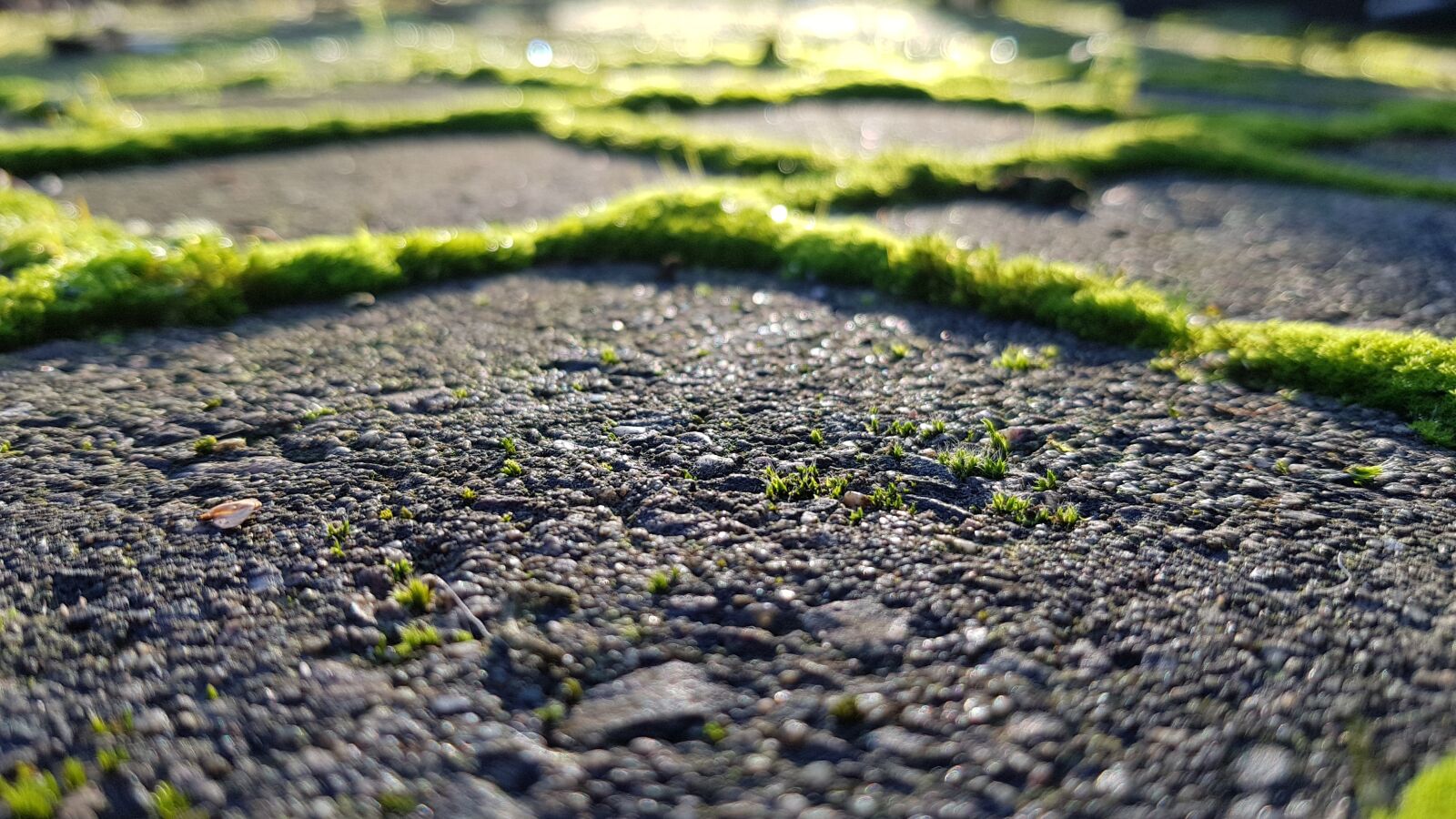 Samsung Galaxy S7 sample photo. Moss, stones, paving stones photography