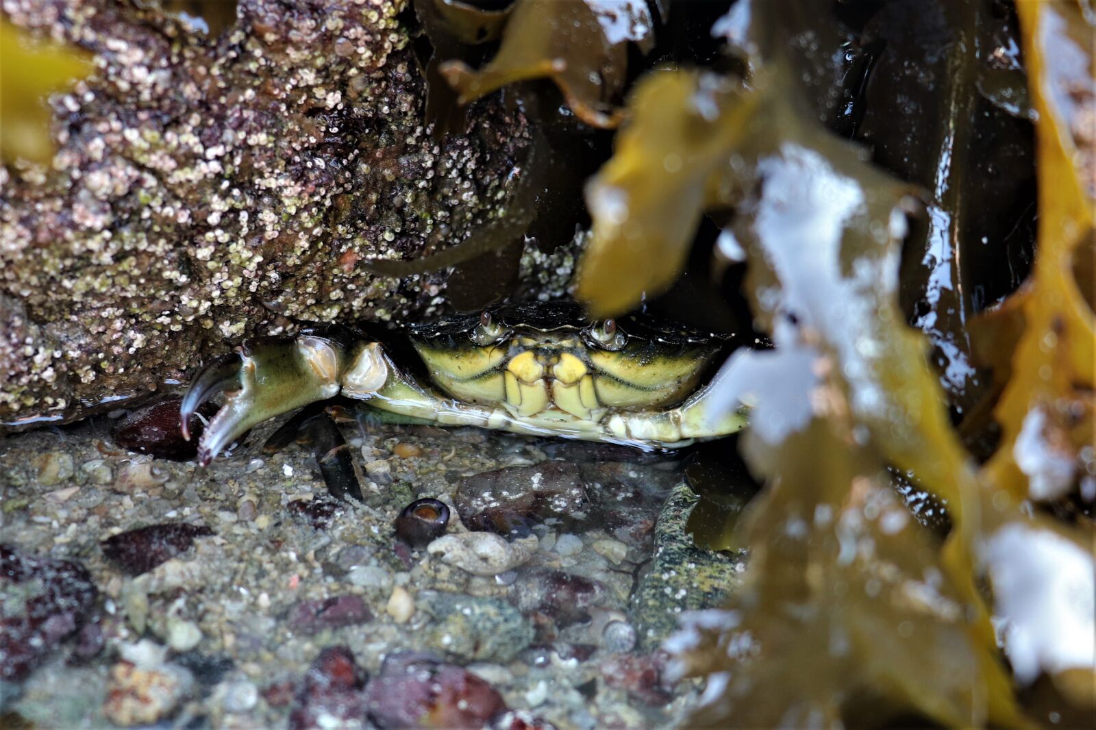 Canon EOS 77D (EOS 9000D / EOS 770D) sample photo. Foreshore, green crab, carcinus photography