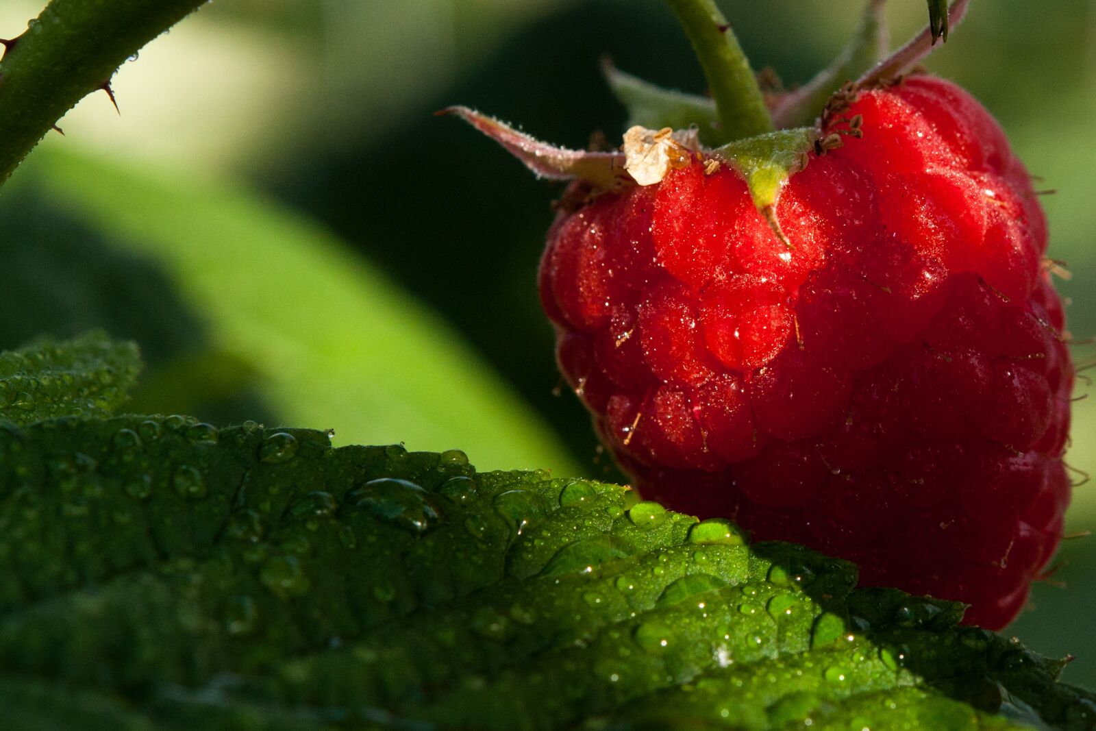 Nikon D90 sample photo. Raspberry, raspberries, fruits photography