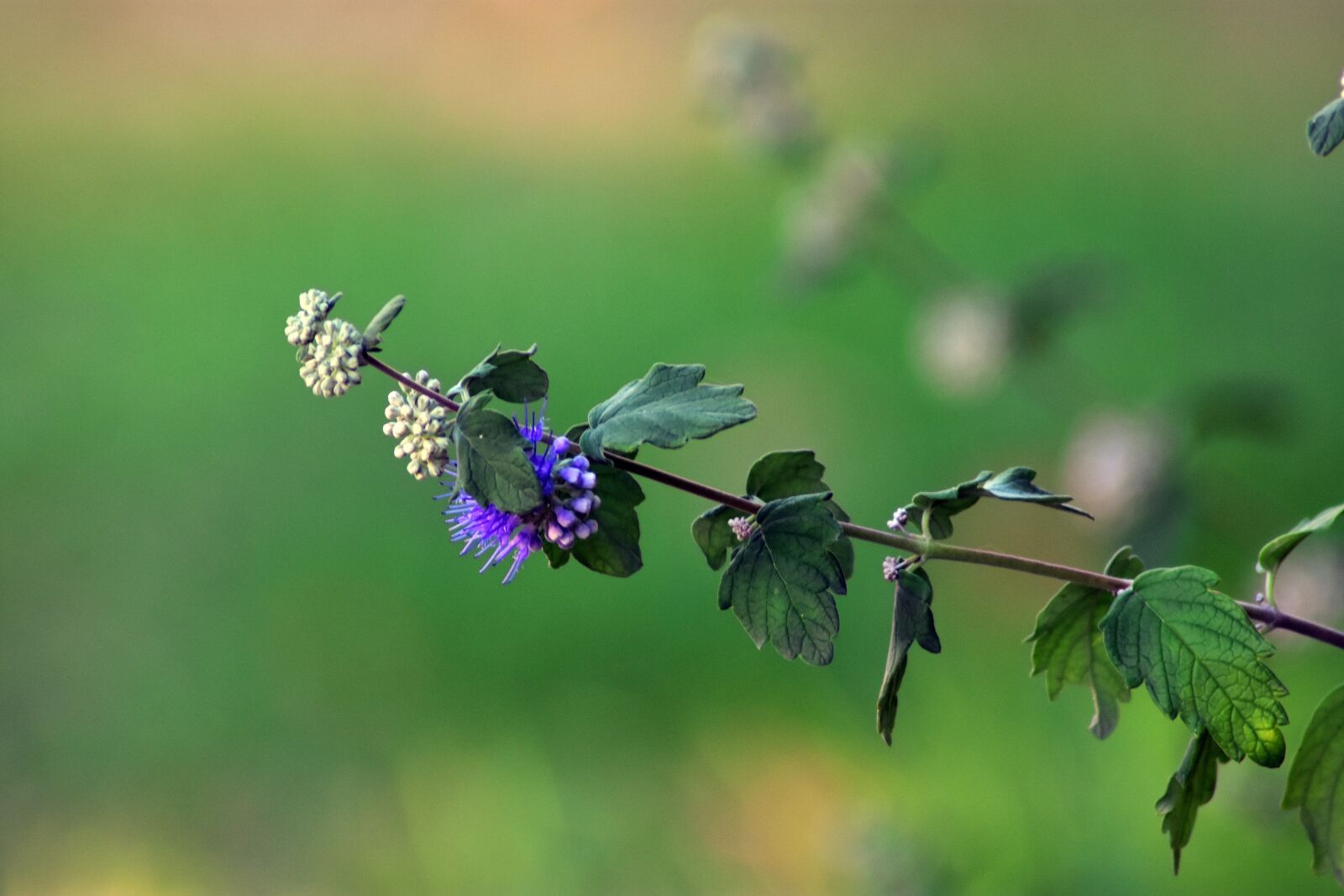 Nikon D3400 sample photo. Plant, flower, buds photography