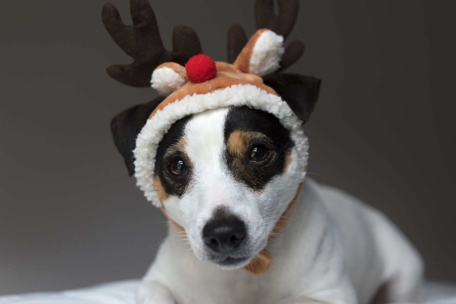 Nikon D5600 sample photo. Jack russel, dog, christmas photography