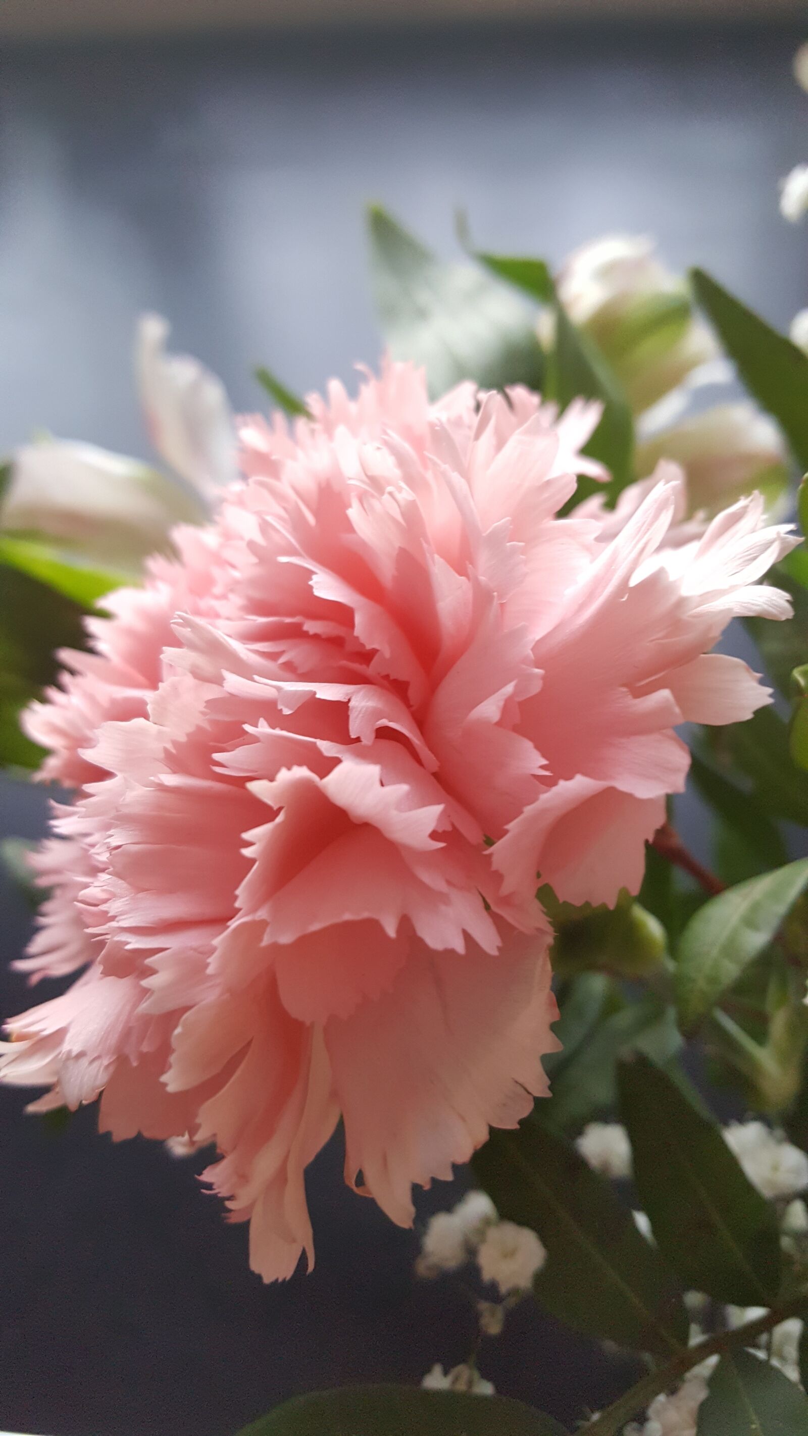 Samsung Galaxy S6 sample photo. Flower, nature, plant photography