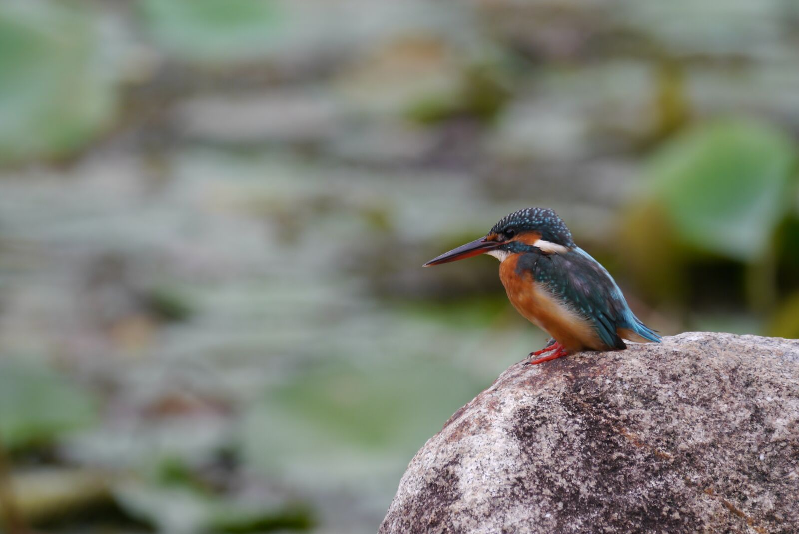 Panasonic Lumix DMC-GX1 sample photo. Animal, bird, macro photography