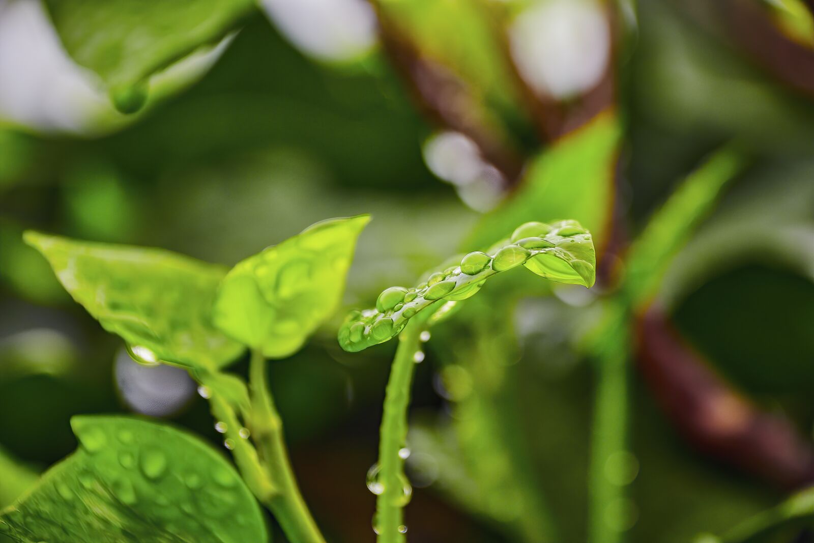 Nikon D7200 sample photo. Rain, leaves, nature photography