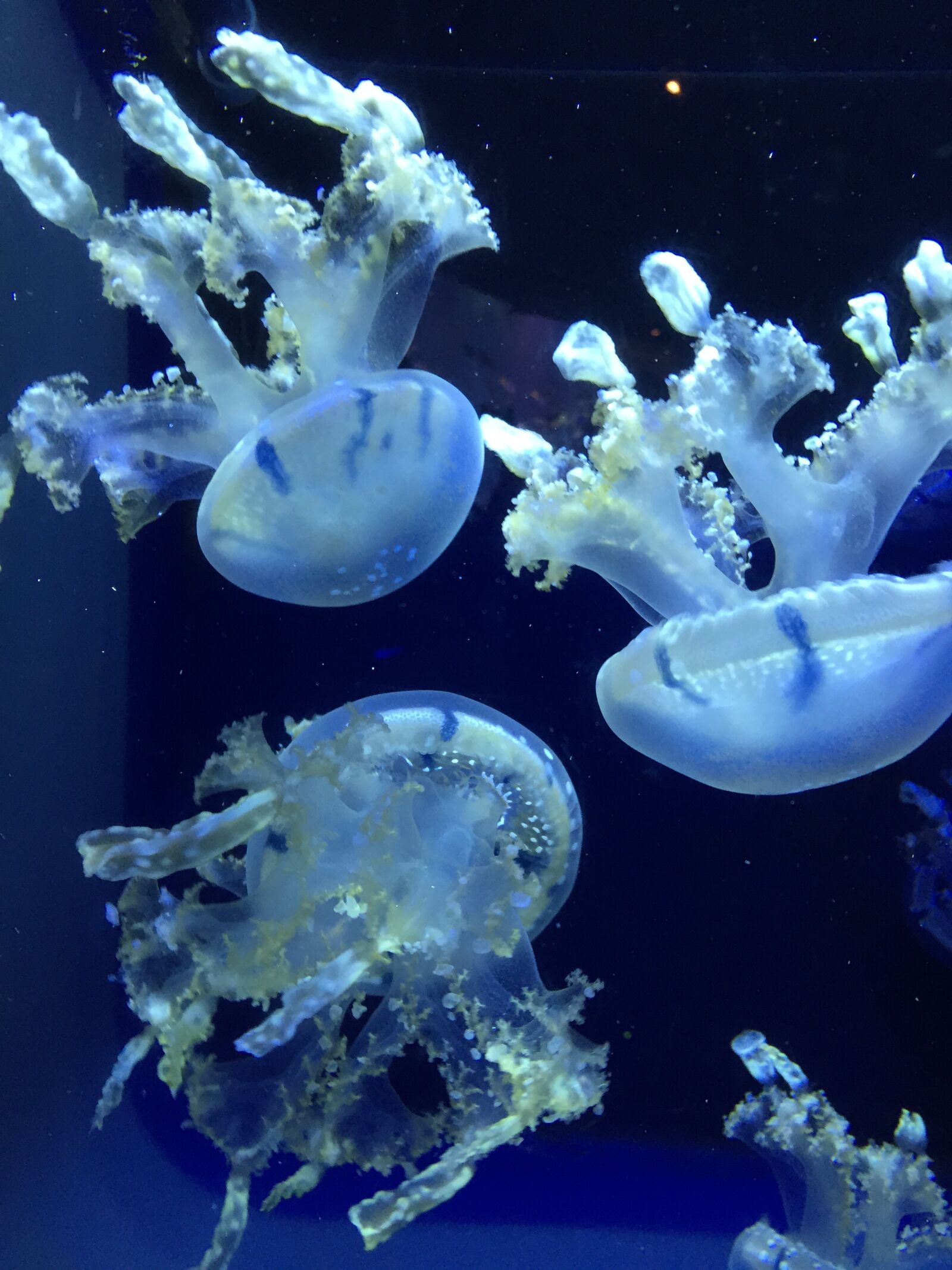 Apple iPhone 6 sample photo. Ocean, jellyfish, blue photography