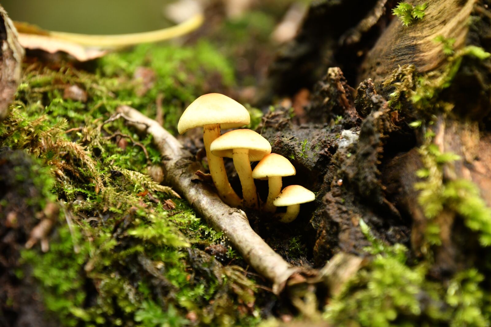 Nikon D500 sample photo. Mushrooms, forest, nature photography