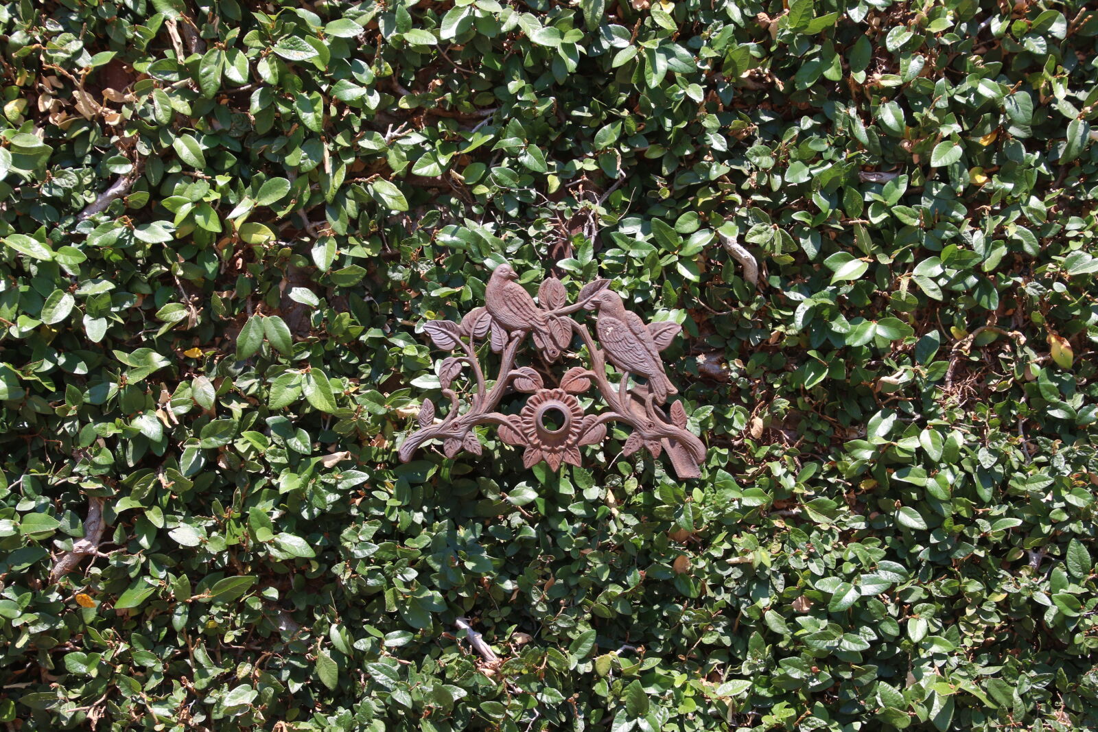 Canon EOS 7D Mark II sample photo. Art, birds, climber, creeper photography