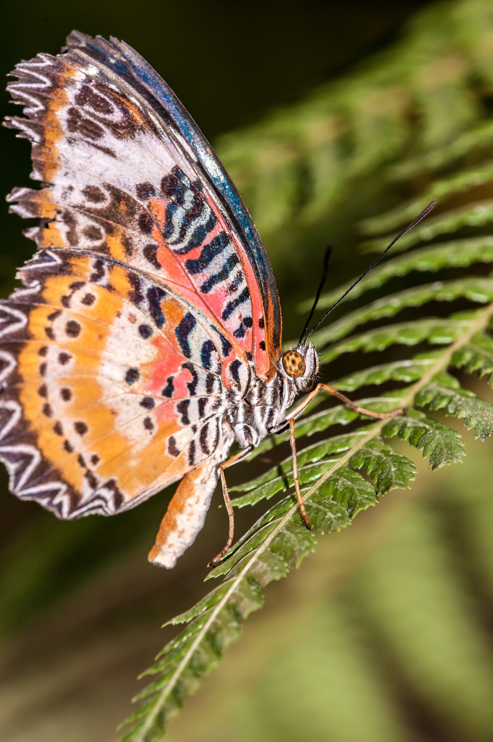 Nikon D300 sample photo. Butterfly, flower, insect photography