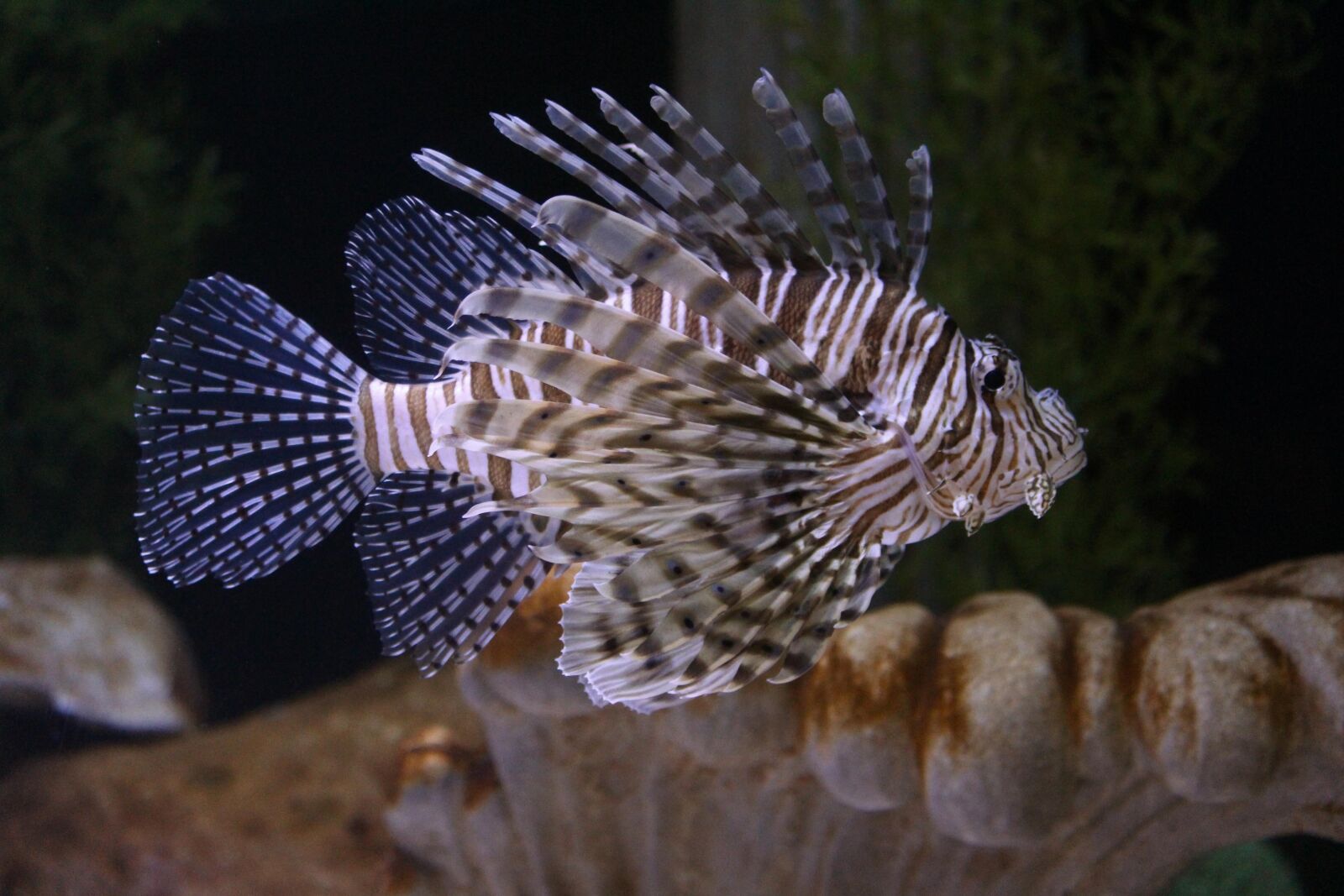 Canon EOS 650D (EOS Rebel T4i / EOS Kiss X6i) + Canon EF-S 55-250mm F4-5.6 IS II sample photo. Lion fish, saltwater fish photography