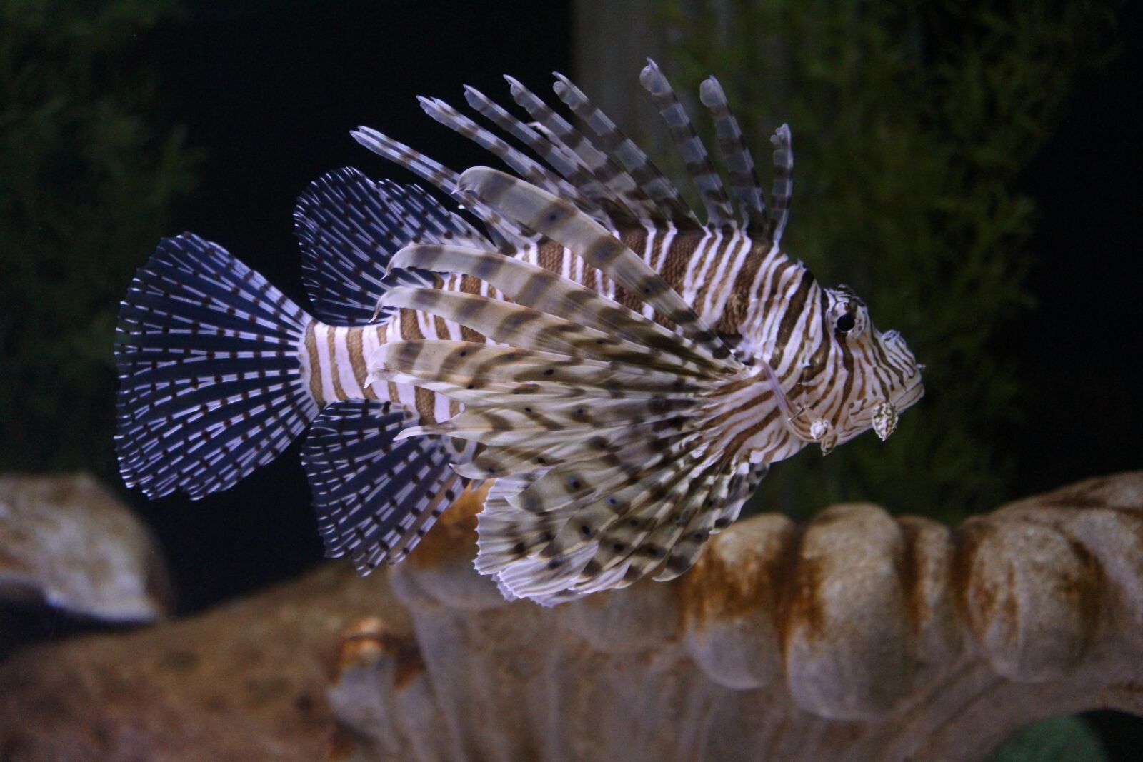 Canon EOS 650D (EOS Rebel T4i / EOS Kiss X6i) sample photo. Lion fish, saltwater fish photography