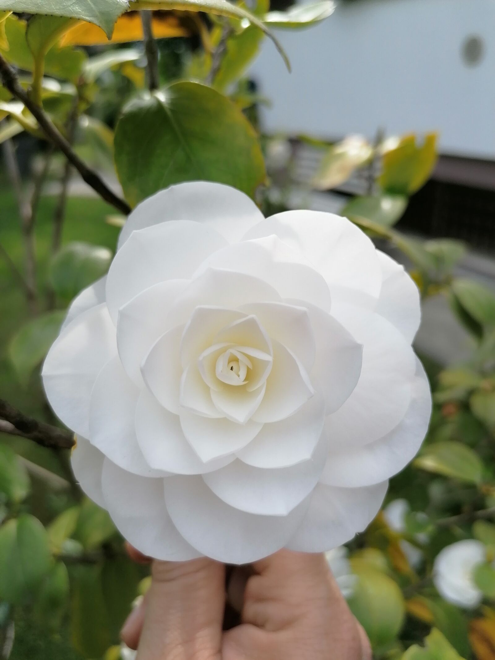HUAWEI MAR-LX1A sample photo. Flower, camellia, white photography
