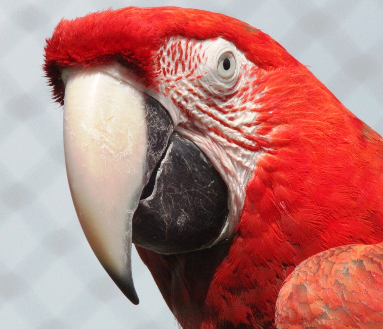 Canon EOS 500D (EOS Rebel T1i / EOS Kiss X3) sample photo. Beak, big, bird, bright photography