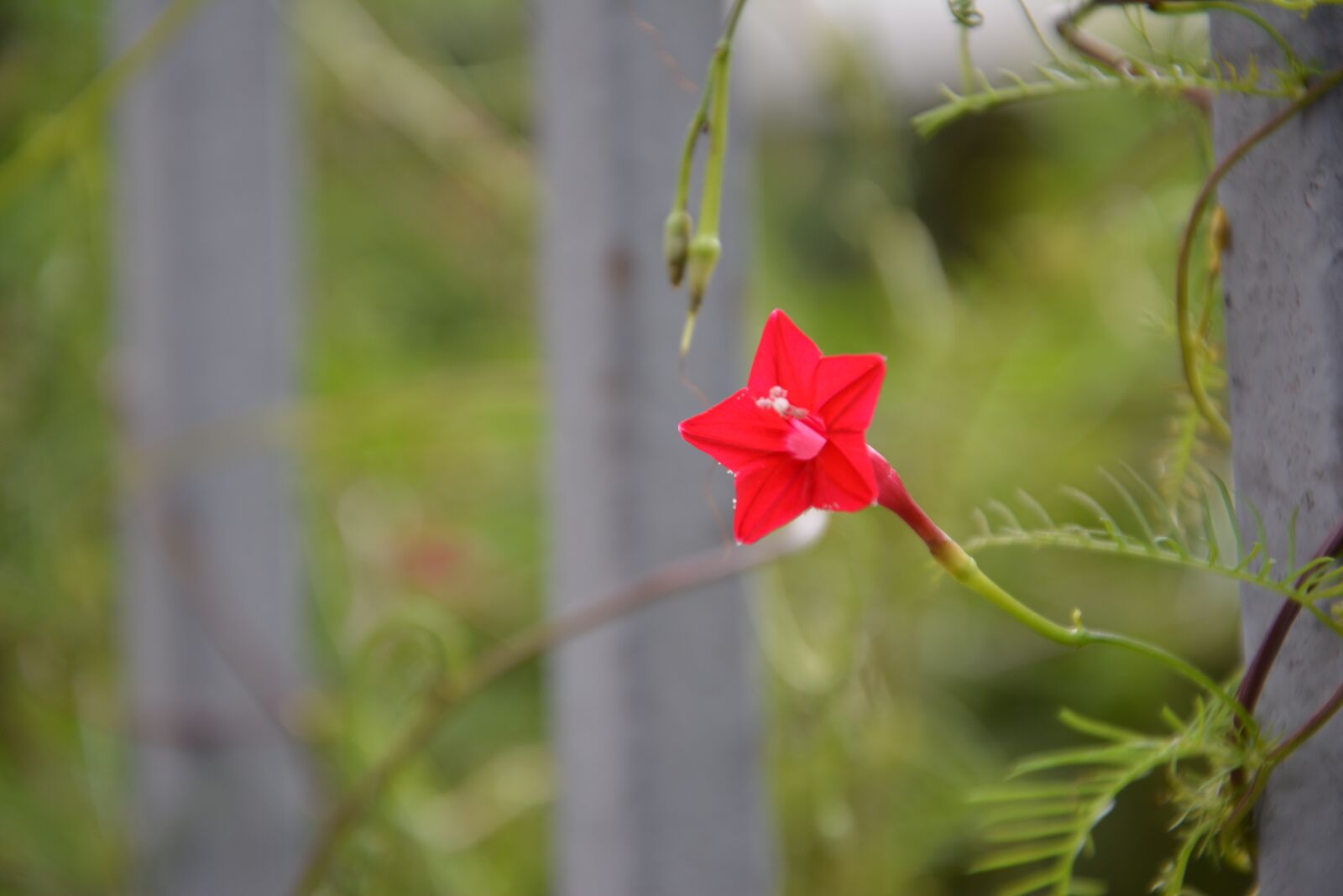 Nikon D5200 sample photo. Pentagram, five-pointed star flower photography