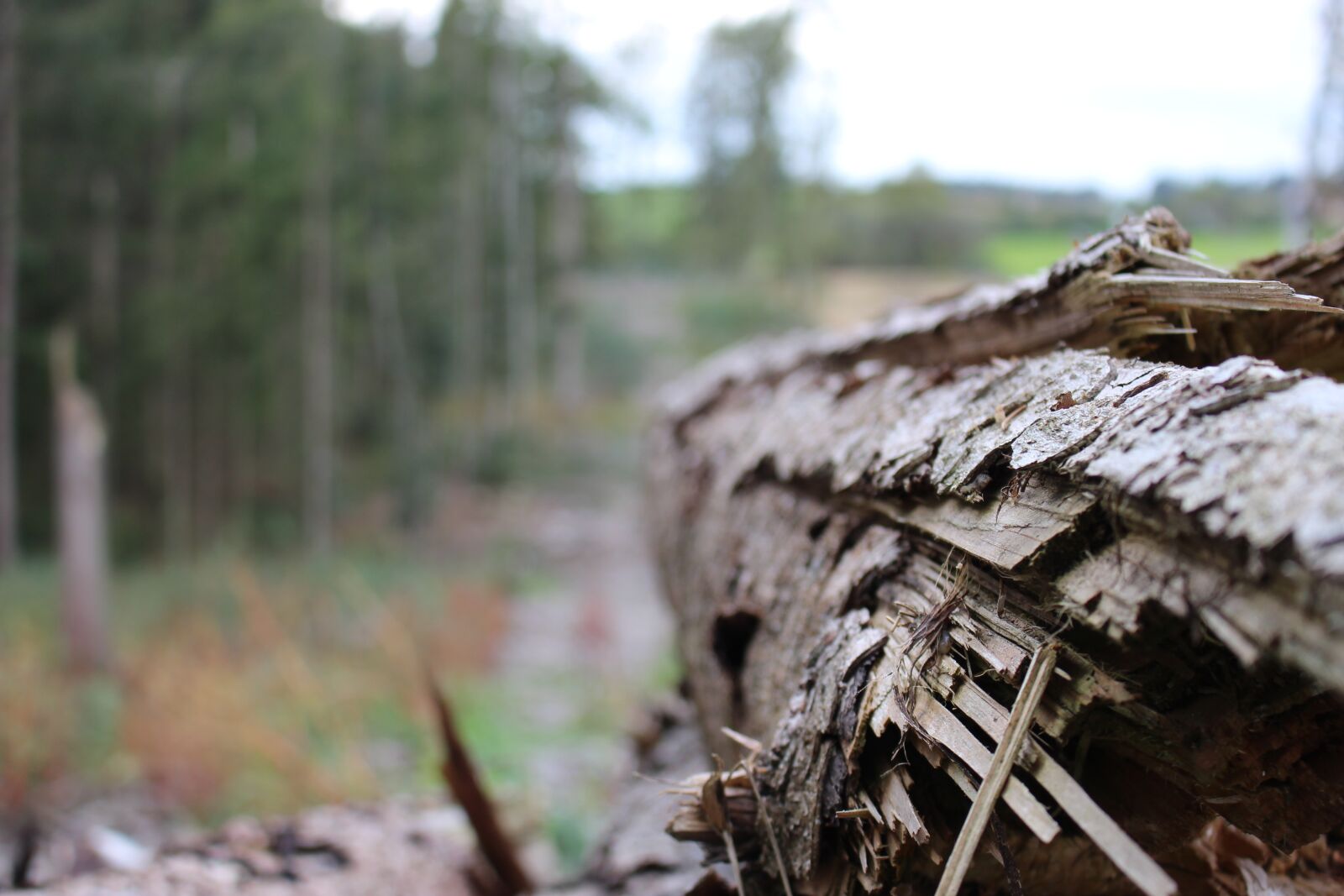 Canon EOS 700D (EOS Rebel T5i / EOS Kiss X7i) sample photo. Log, forest, tree photography