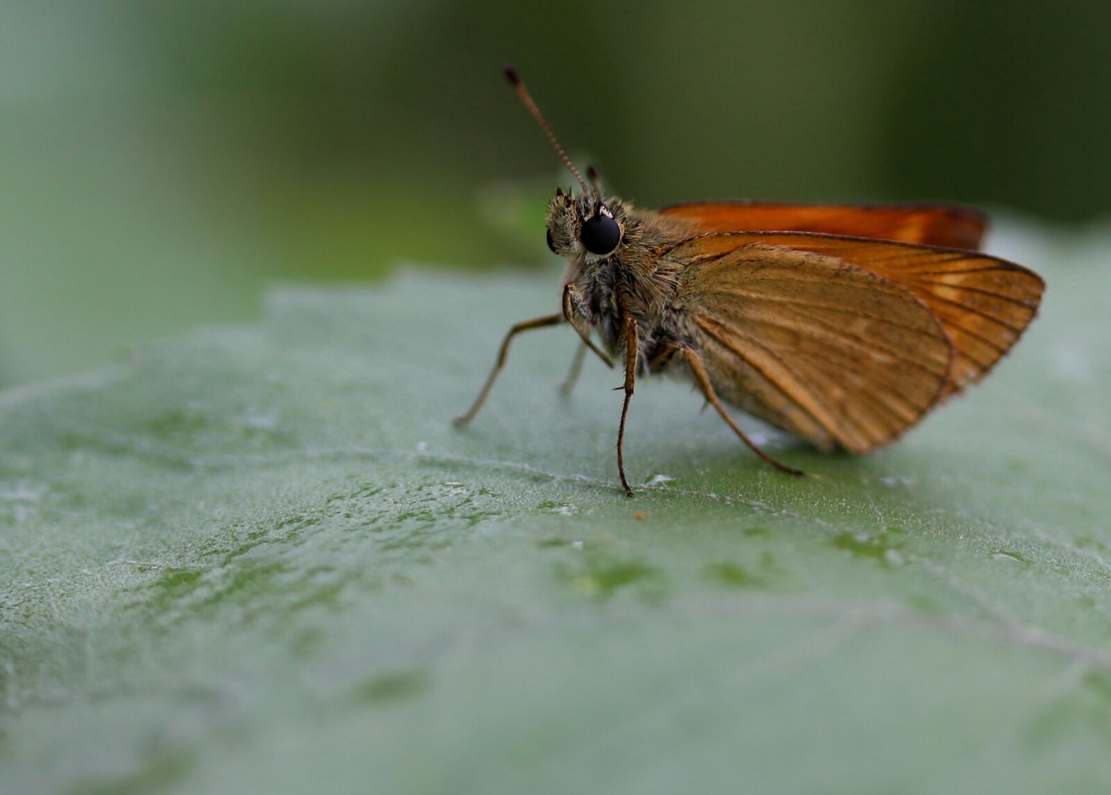 Canon EF-S 60mm F2.8 Macro USM sample photo. Butterfly, brown, wings photography
