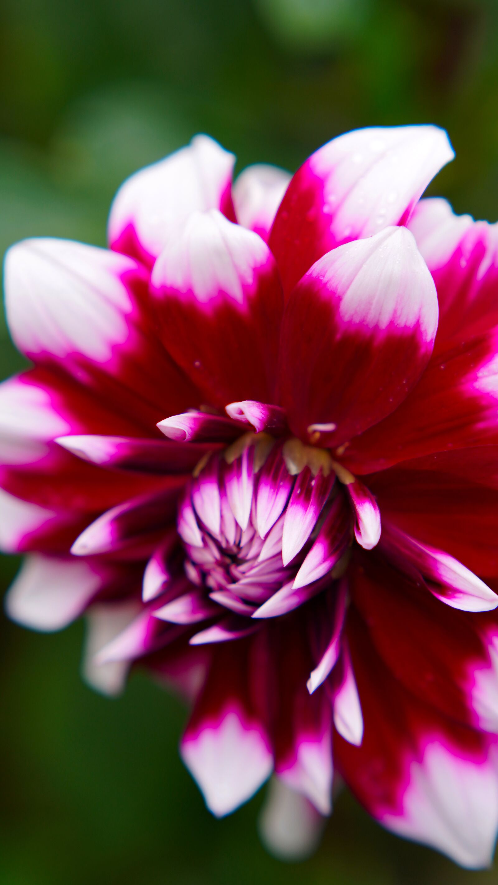 E 50mm F1.8 OSS sample photo. Dahlia, purple, blossom photography