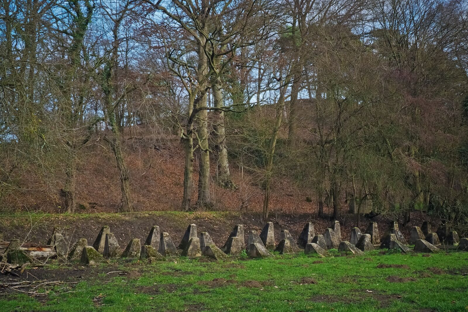 Olympus OM-D E-M10 sample photo. Forest, away, nature photography
