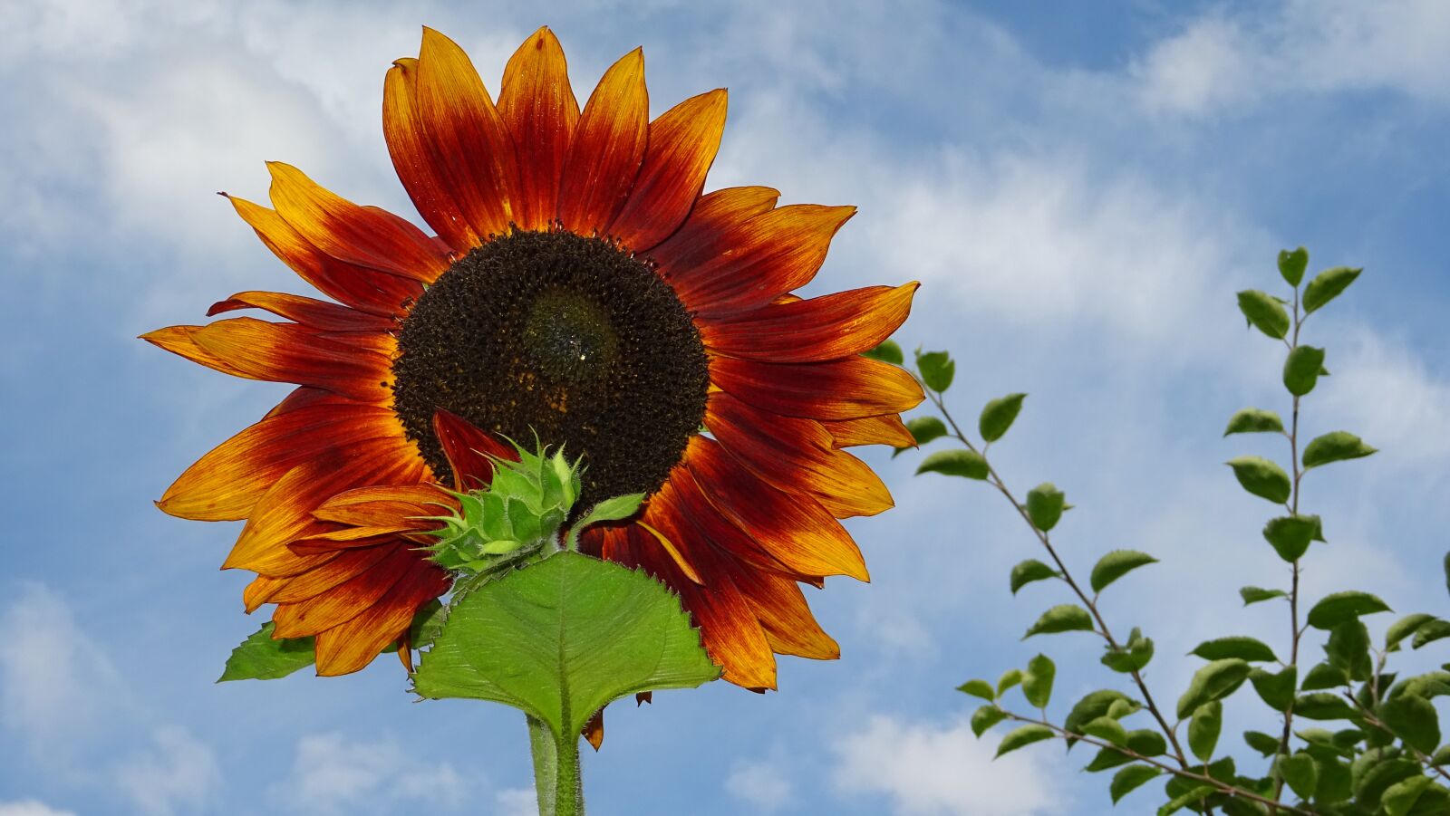Sony DSC-HX60 sample photo. Sunflower, summer, flower photography