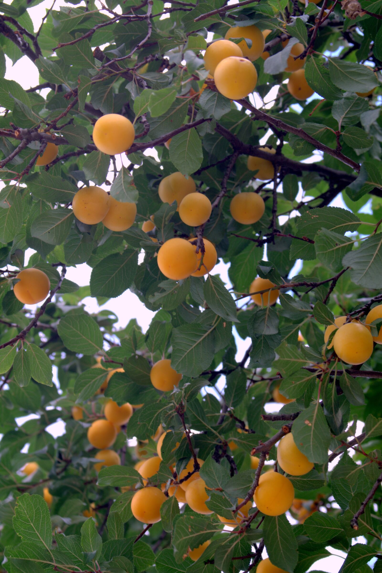 Pentax K-S2 sample photo. Mirabelka, damson, plum photography