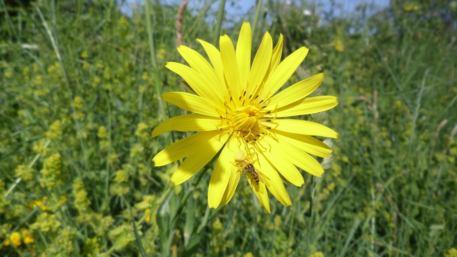 Samsung WB30F/WB31F/WB32F sample photo. Yellow flower, flower, nature photography