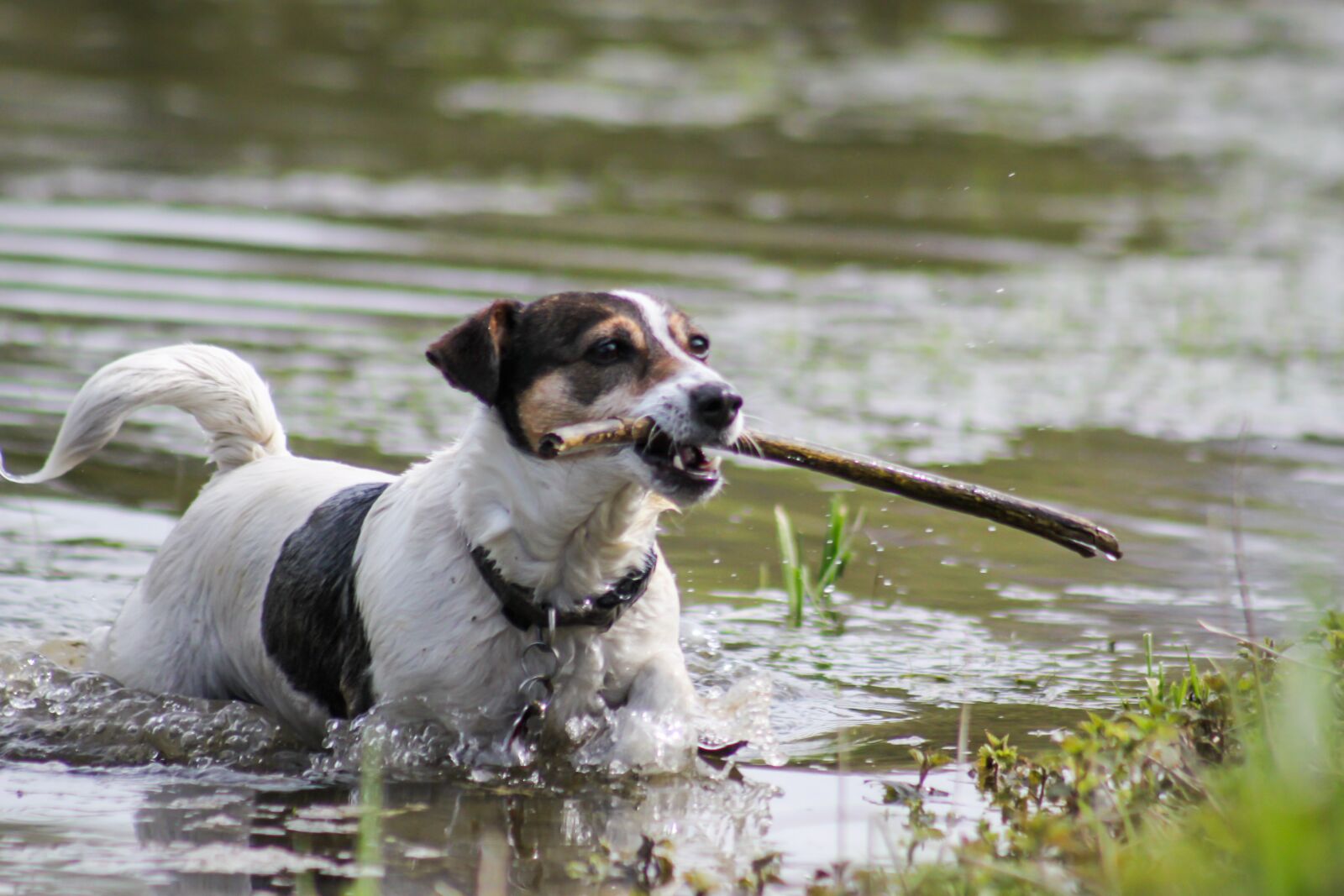 Canon EOS 500D (EOS Rebel T1i / EOS Kiss X3) sample photo. Dog, jack russel, good photography