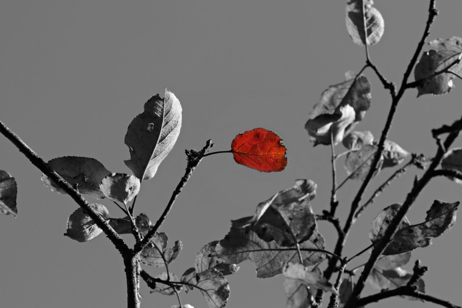 Canon EOS 80D sample photo. Apple tree, tree, leaf photography