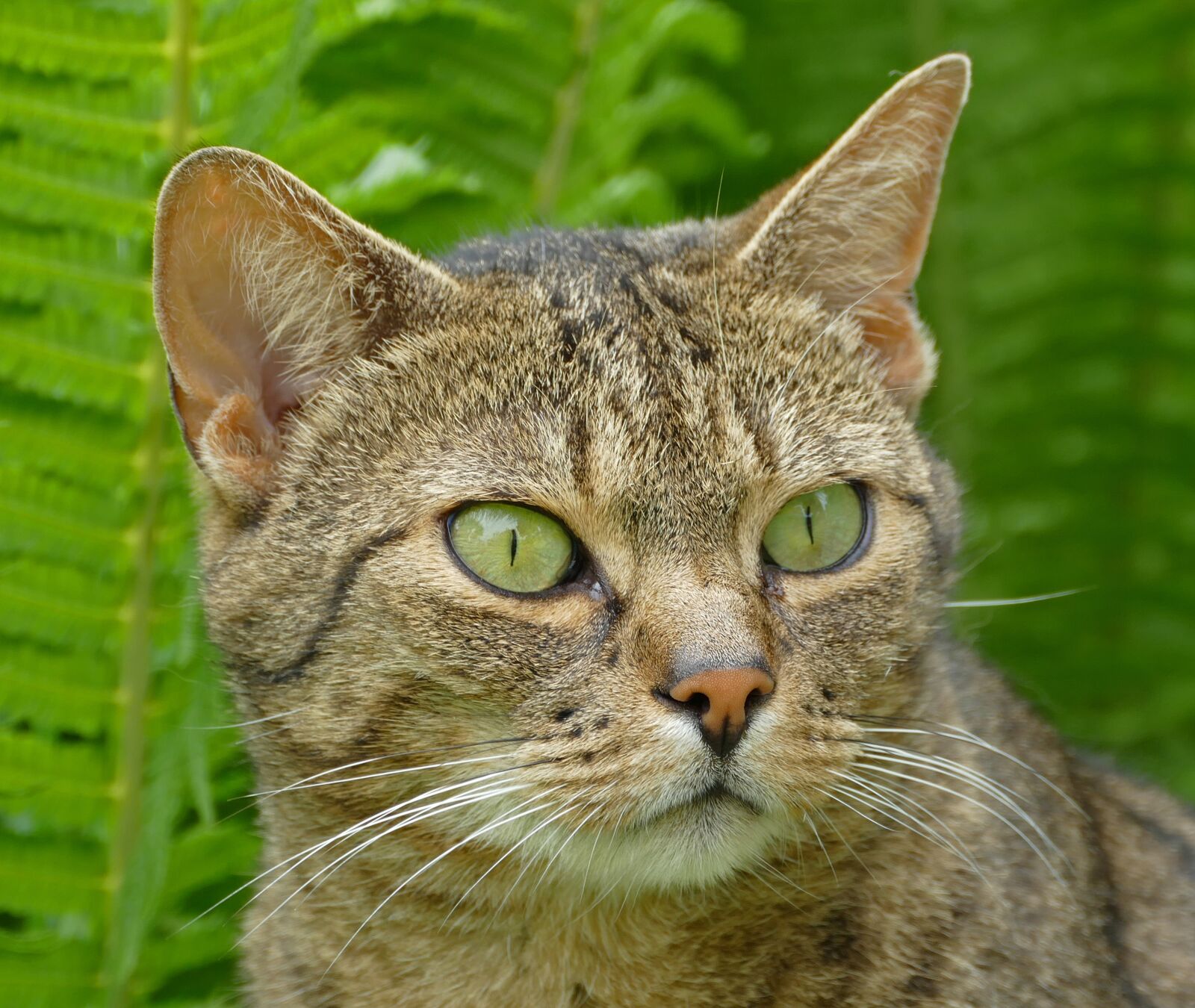 Panasonic Lumix DMC-FZ1000 sample photo. Cat, domestic cat, mimic photography